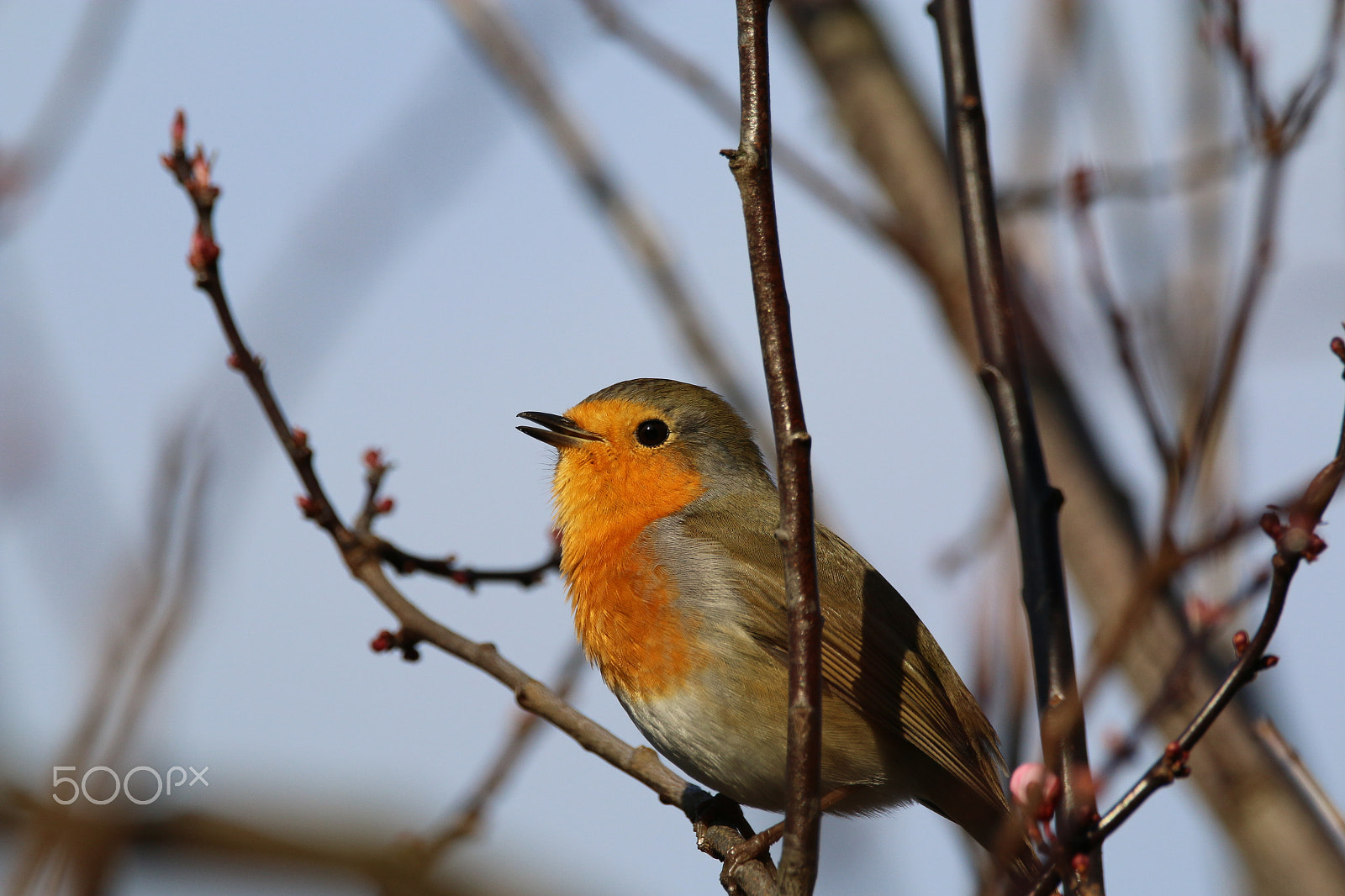 Sigma 150-600mm F5-6.3 DG OS HSM | C sample photo. Robin photography