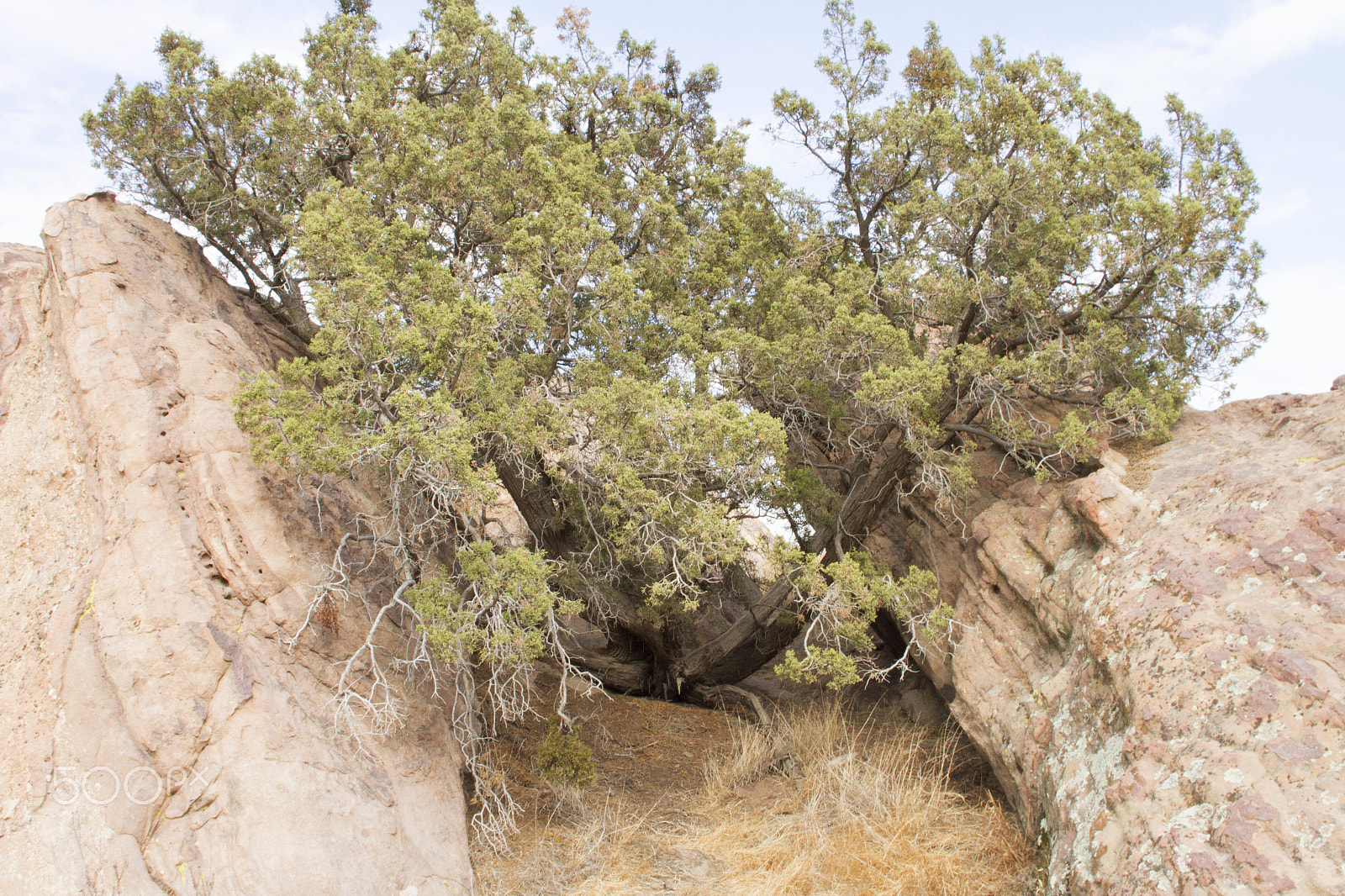 Canon EOS 7D + Canon EF 20mm F2.8 USM sample photo. Treerocks photography
