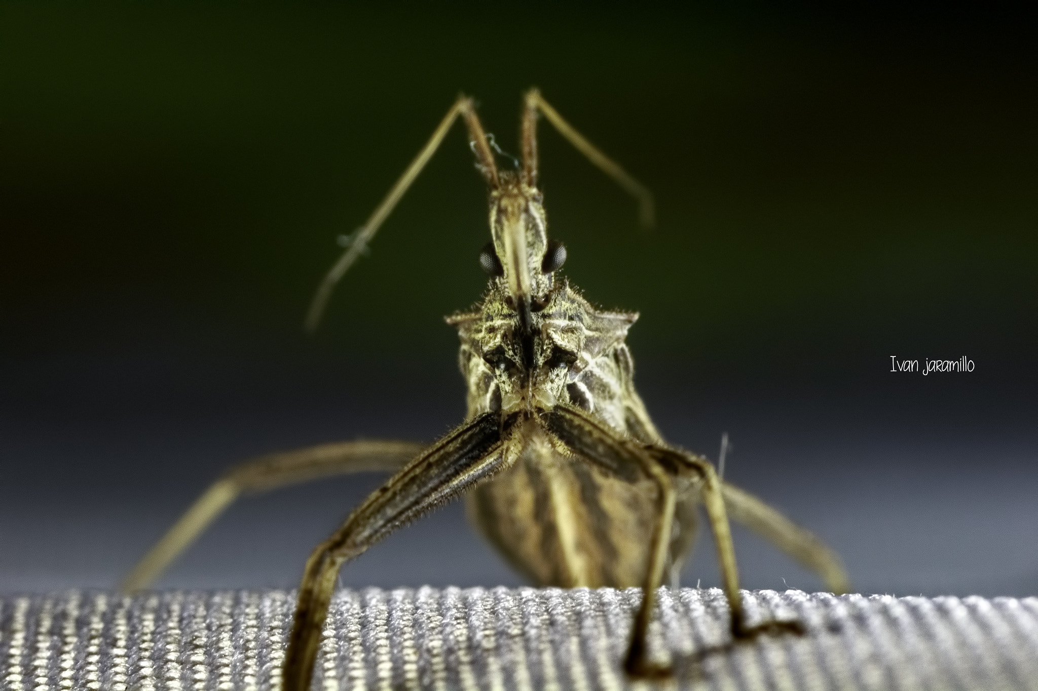 Canon EF 100mm F2.8 Macro USM sample photo. Falla total photography