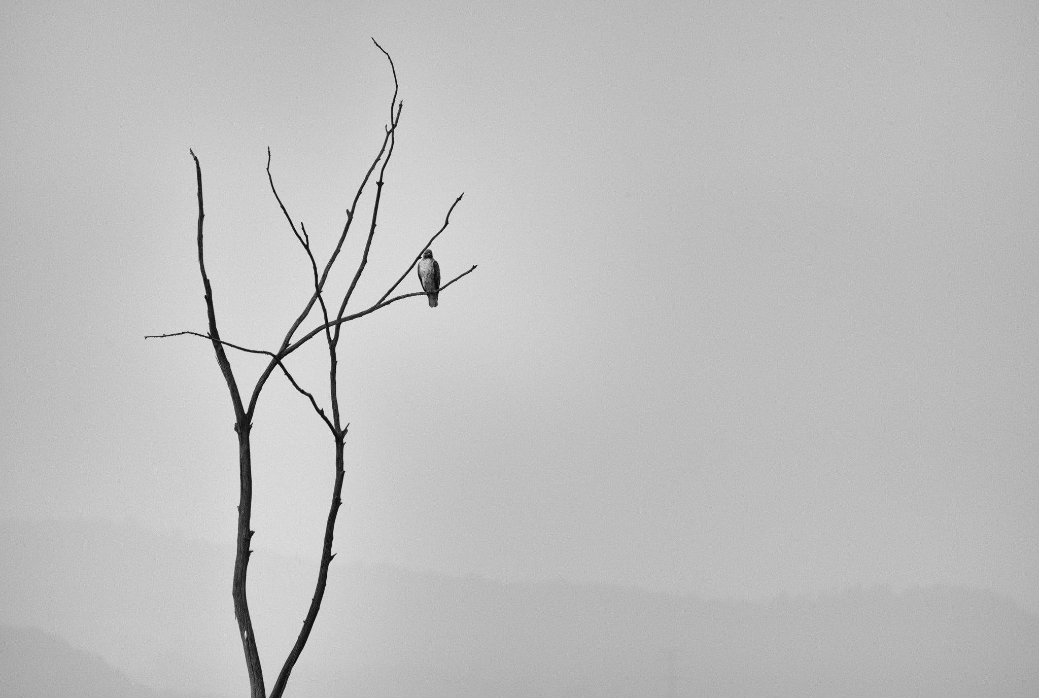 Sigma 150-500mm F5-6.3 DG OS HSM sample photo. Alone ! photography