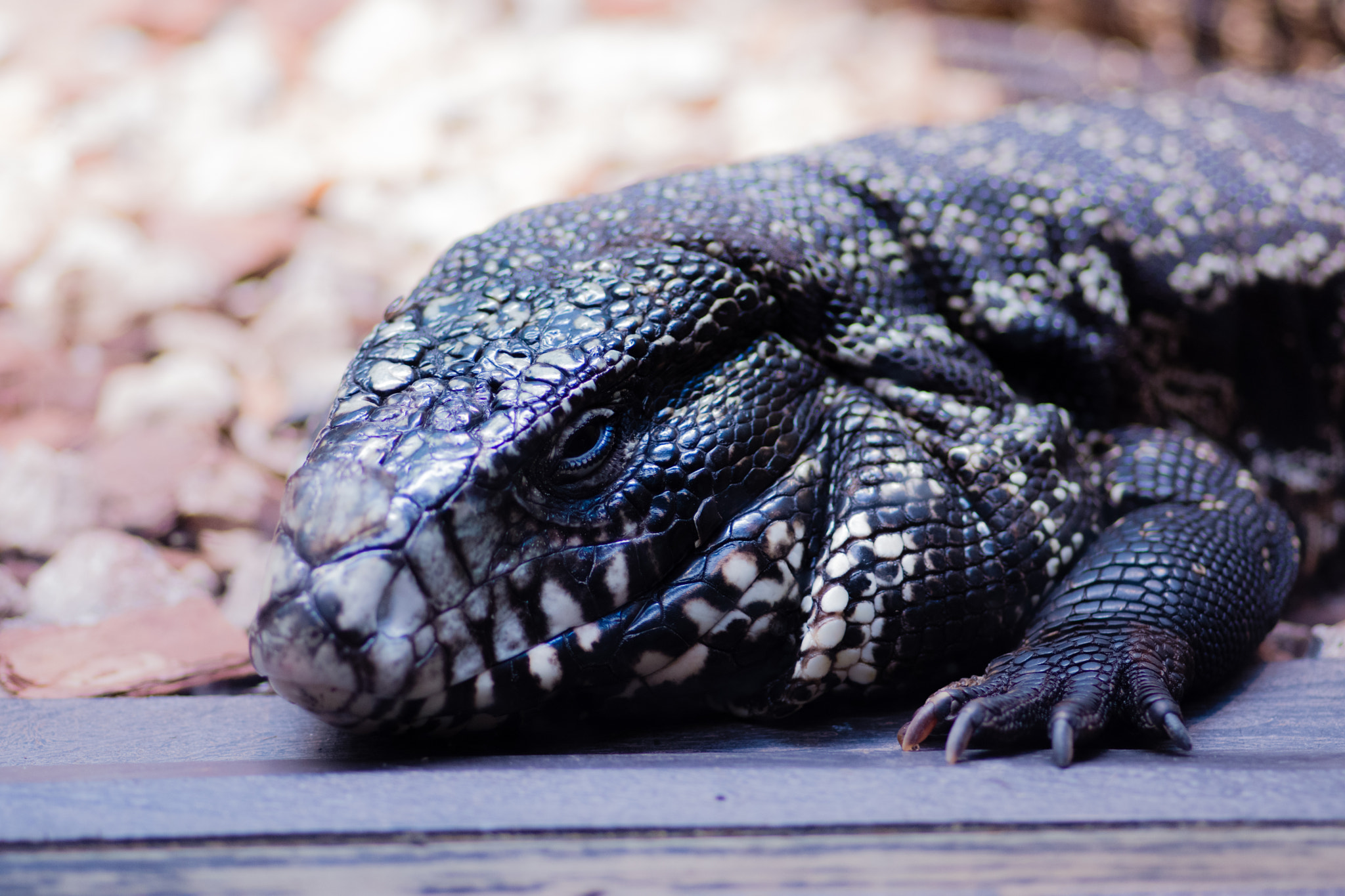 Tokina AT-X Pro 100mm F2.8 Macro sample photo. Lizard photography