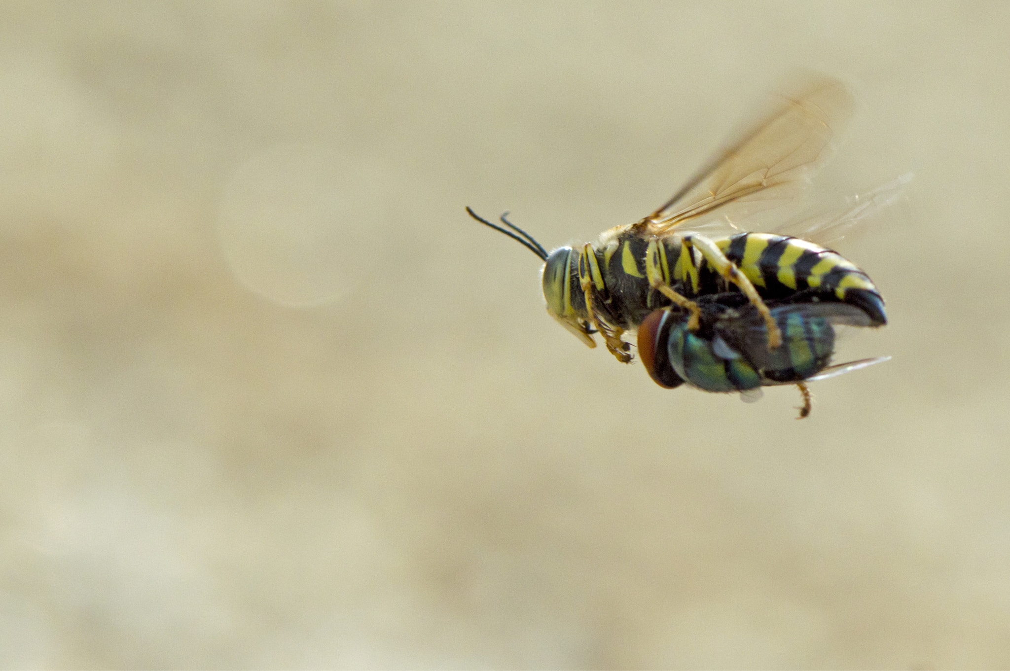 AF Zoom-Nikkor 28-80mm f/3.5-5.6D sample photo. Bee photography