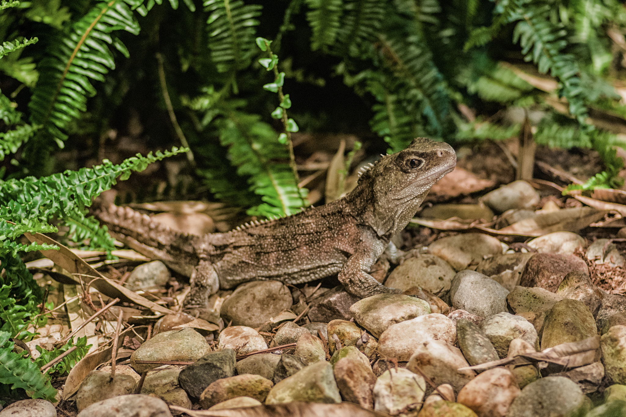 Tokina AT-X Pro 100mm F2.8 Macro sample photo. Living fossil lizard photography