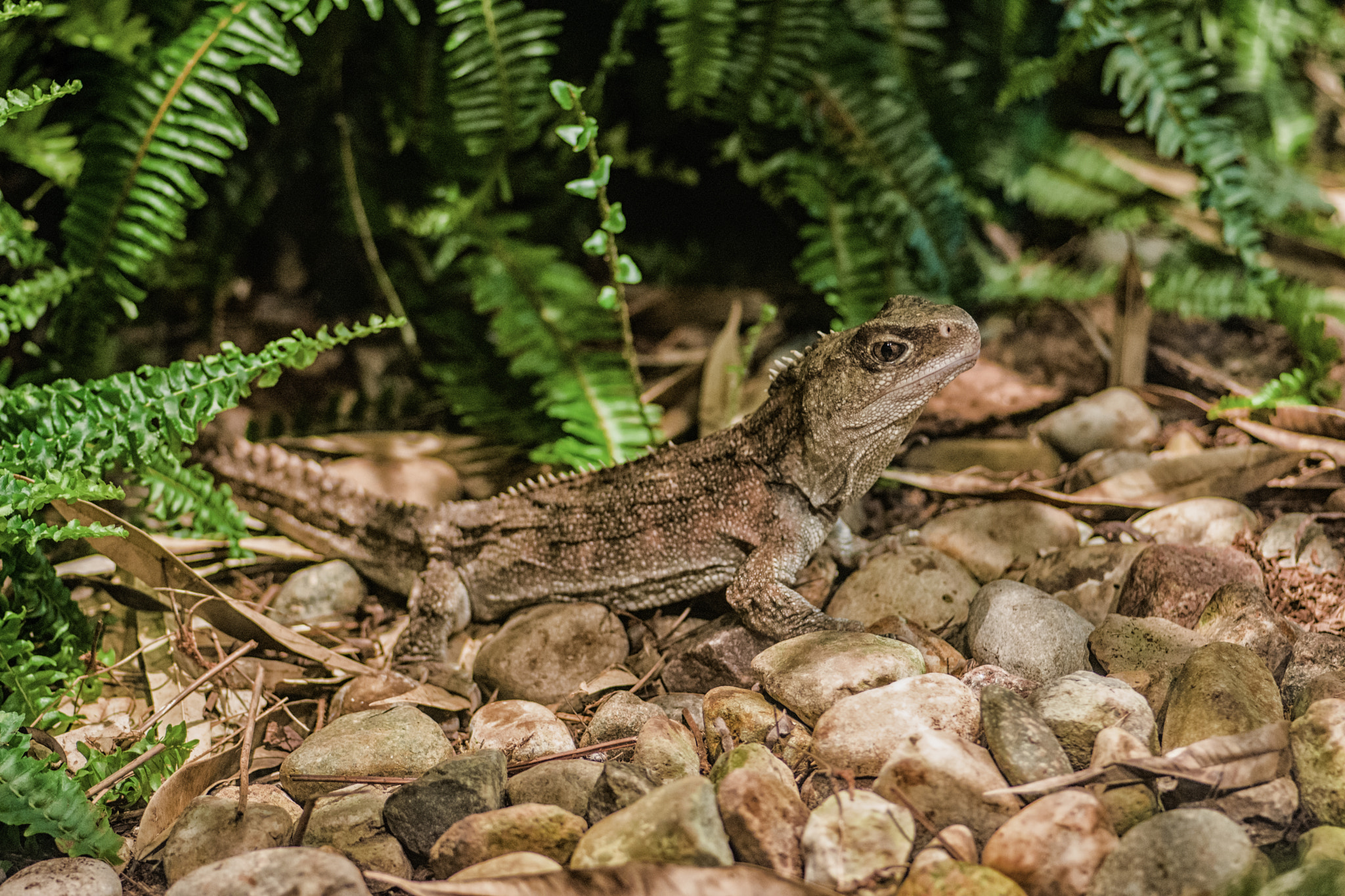 Nikon D7200 + Tokina AT-X Pro 100mm F2.8 Macro sample photo. Living fossil lizard photography