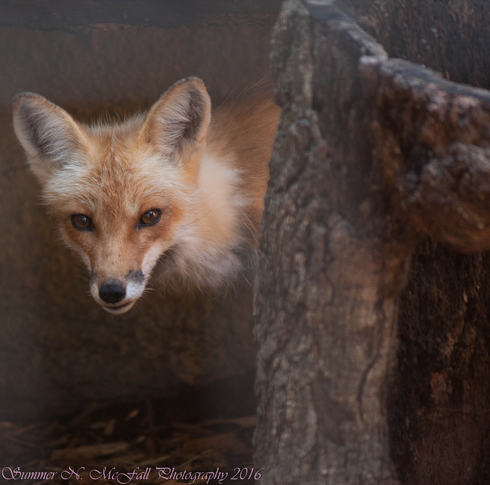 Canon EF-S 55-250mm F4-5.6 IS sample photo. Img photography