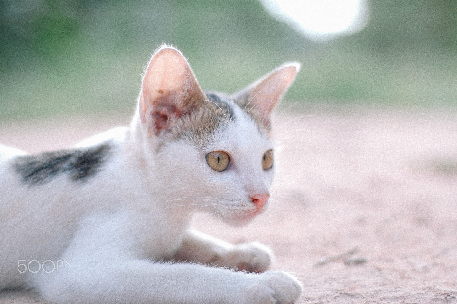 Nikon D70 + Nikon AF Nikkor 50mm F1.8D sample photo. My little kitten photography