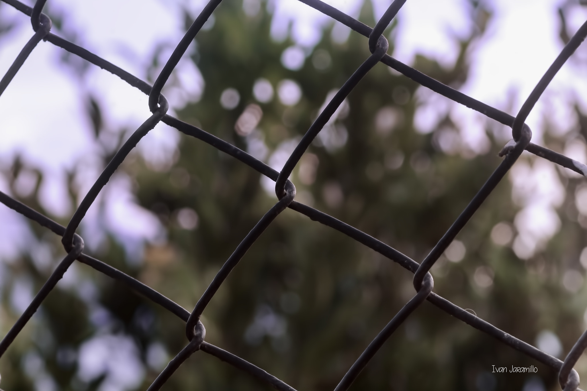 Canon EF 100mm F2.8 Macro USM sample photo. Reja photography