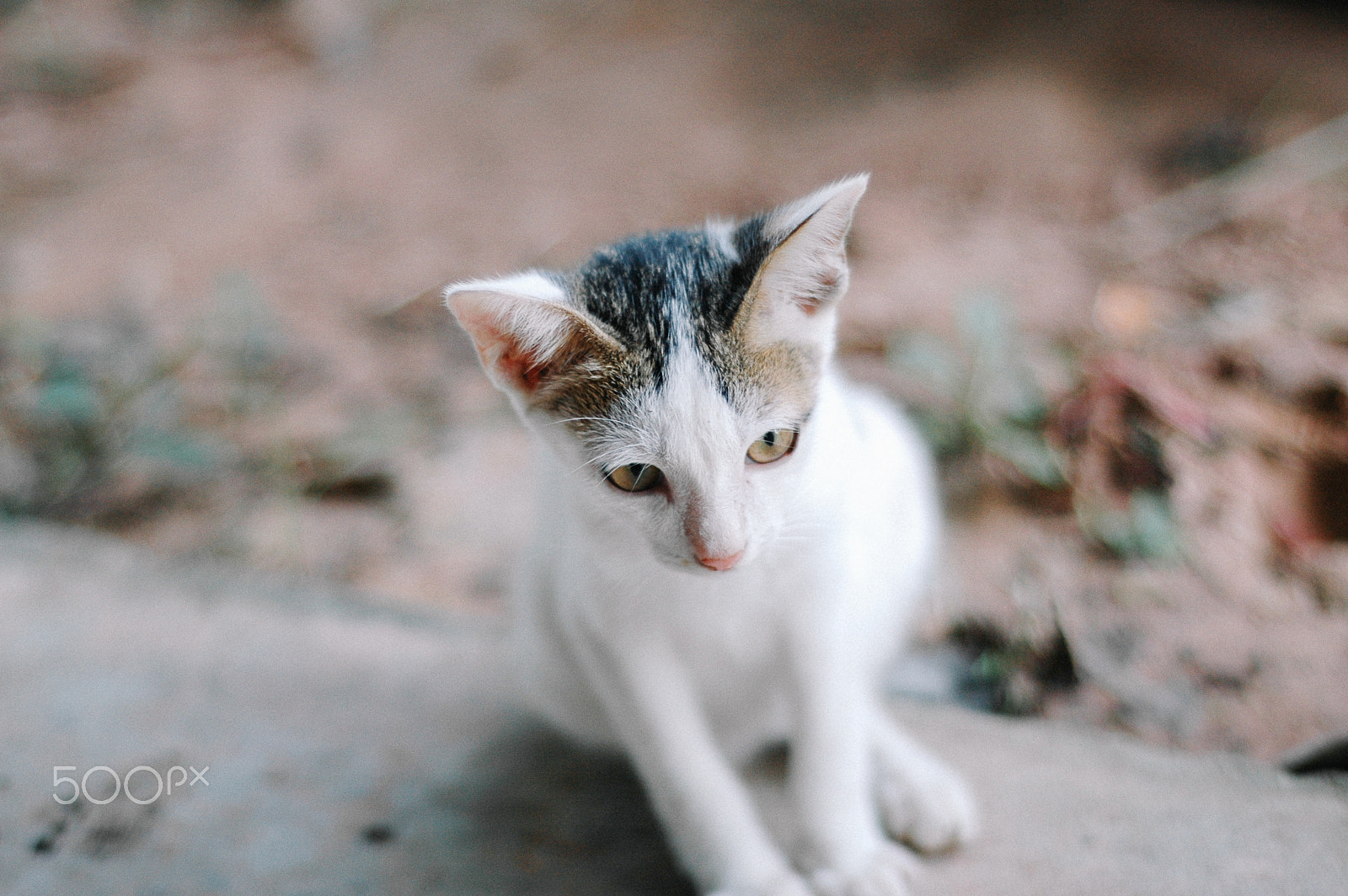 Nikon D70 + Nikon AF Nikkor 50mm F1.8D sample photo. My little kitten #2 photography