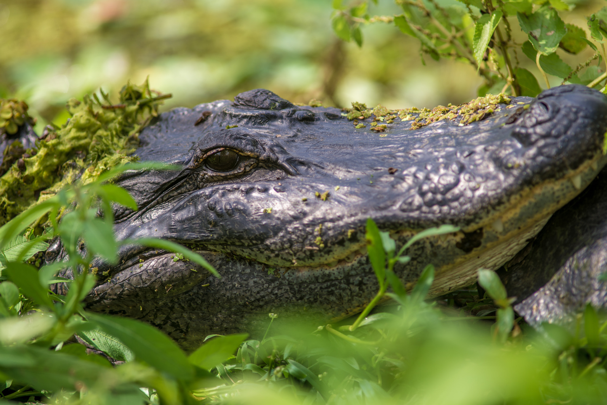 Nikon D610 + AF Nikkor 300mm f/4 IF-ED sample photo. Gator in green photography