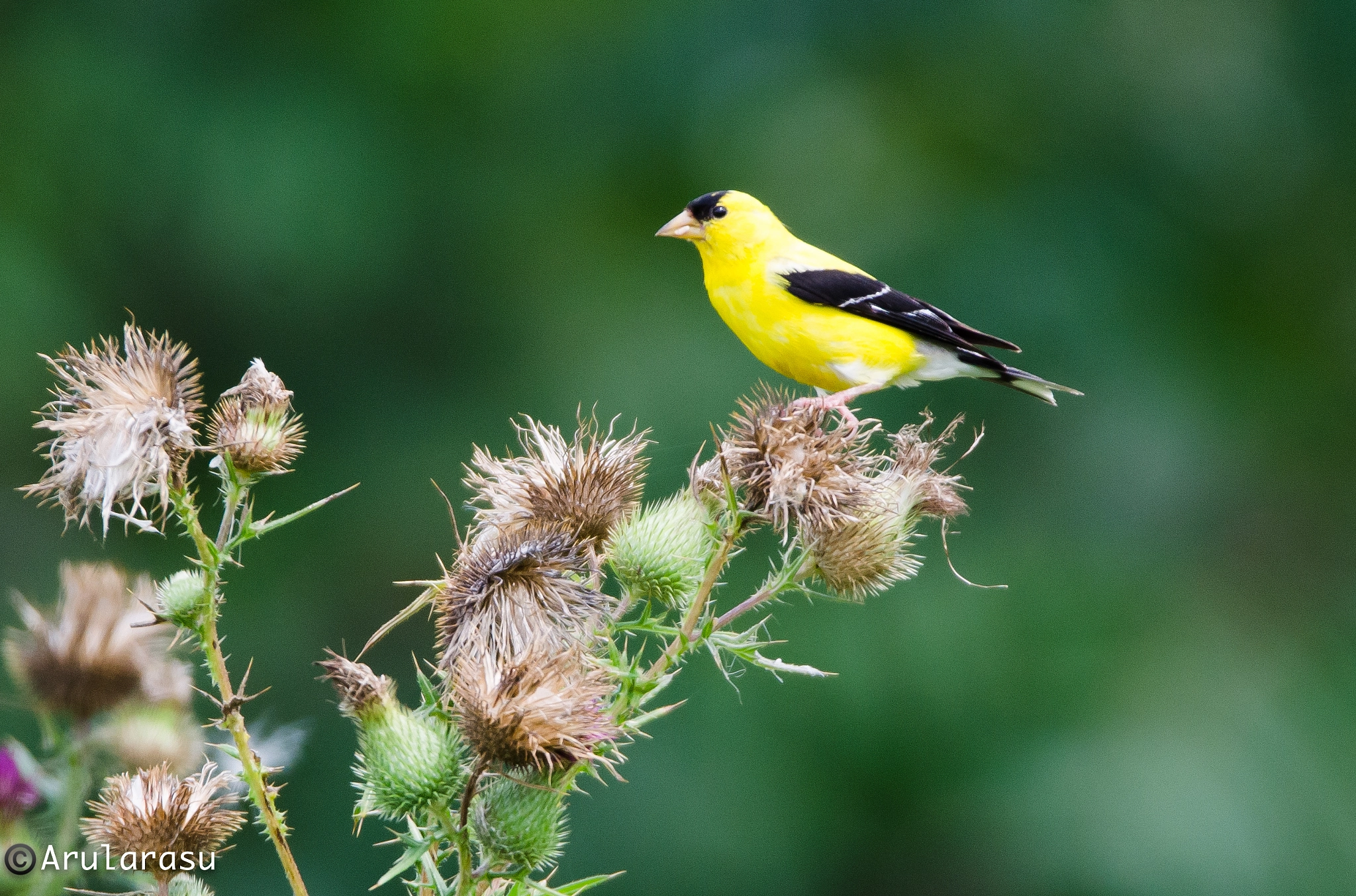 Nikon D7000 sample photo. Goldfinch on thistle photography