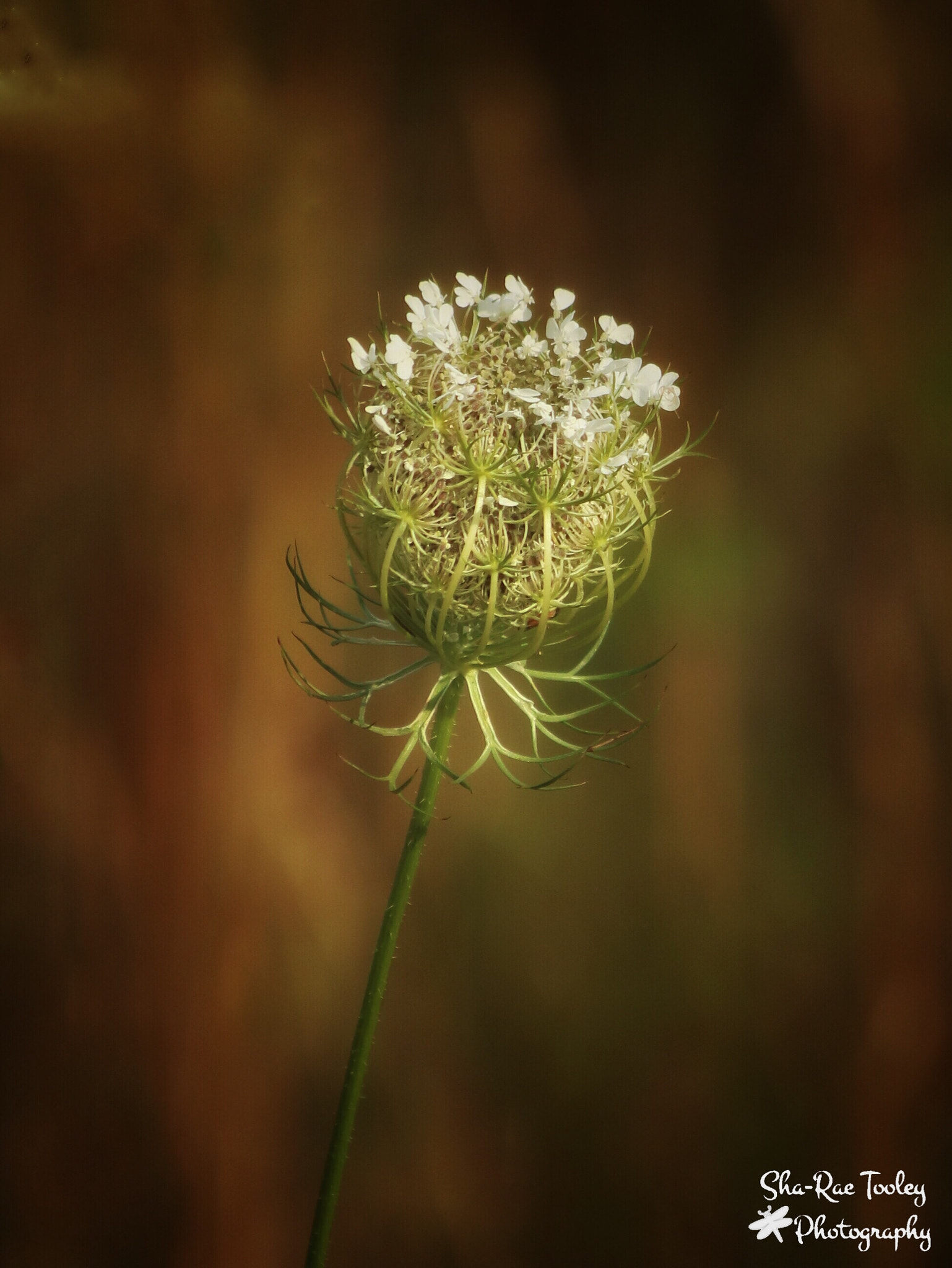 Canon EOS 750D (EOS Rebel T6i / EOS Kiss X8i) + Canon EF 70-300mm F4-5.6 IS USM sample photo. Queen anne's lace photography