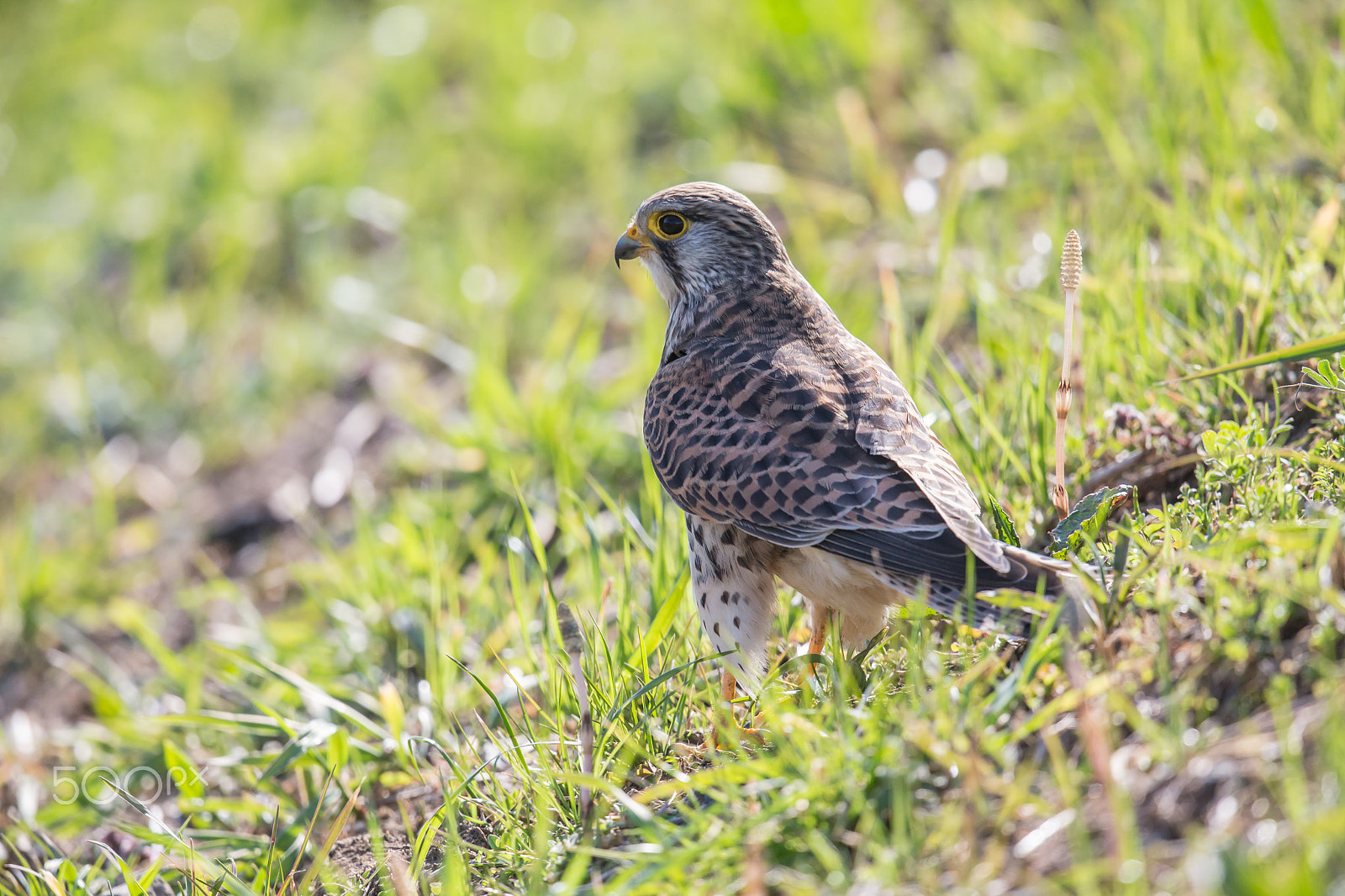Canon EF 500mm F4L IS II USM sample photo. Common kestrel photography