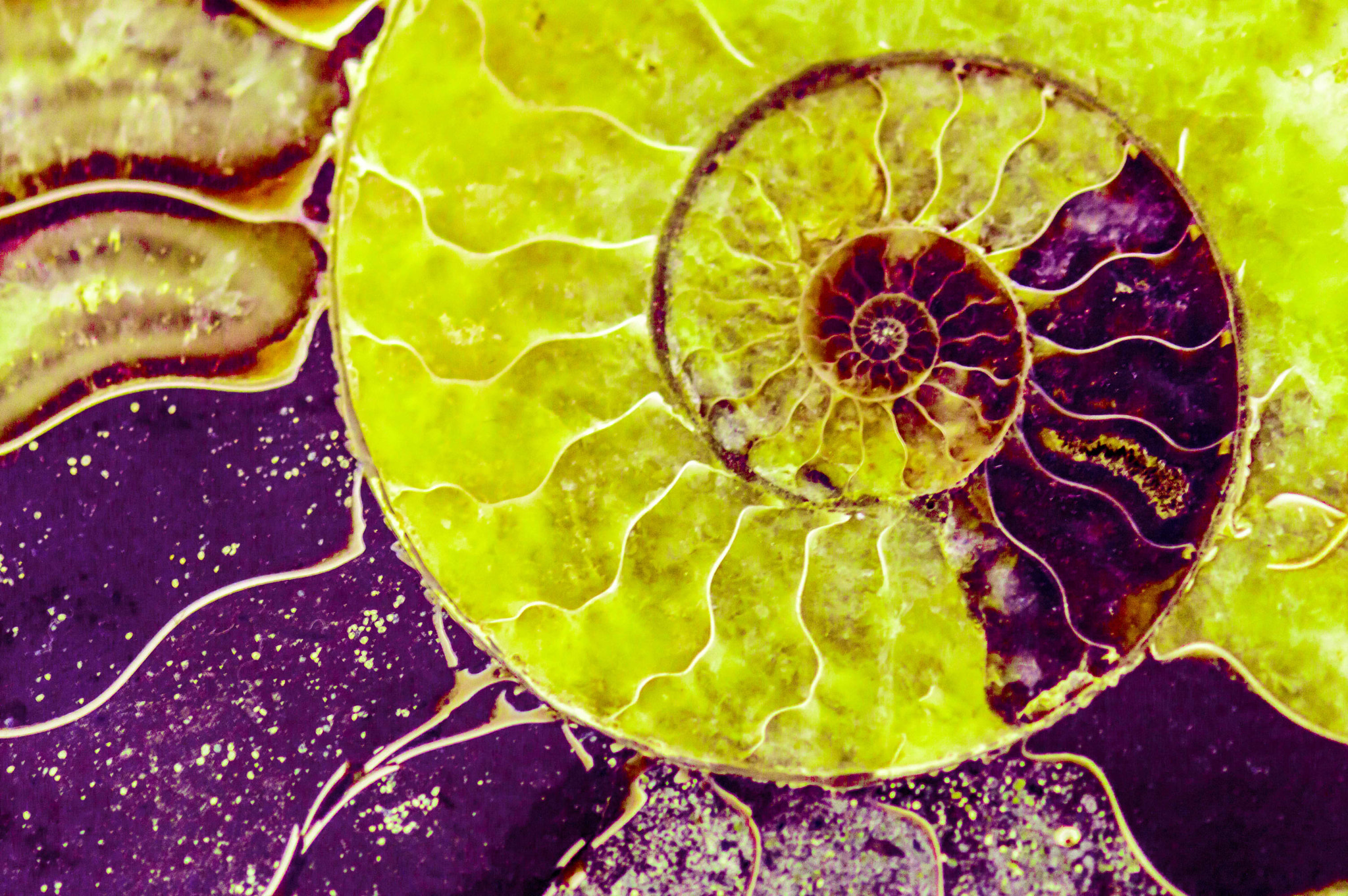 Nikon AF-S Micro-Nikkor 105mm F2.8G IF-ED VR sample photo. The golden ratio photography