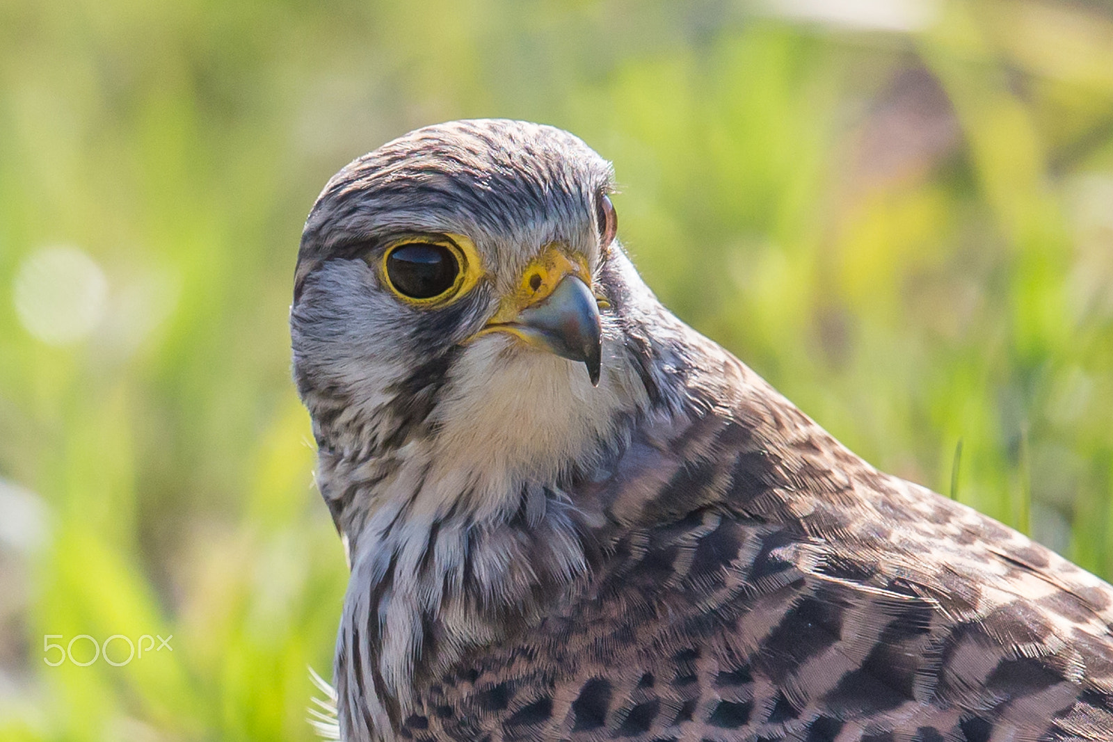 Canon EF 500mm F4L IS II USM sample photo. Close-up of common kestrel photography