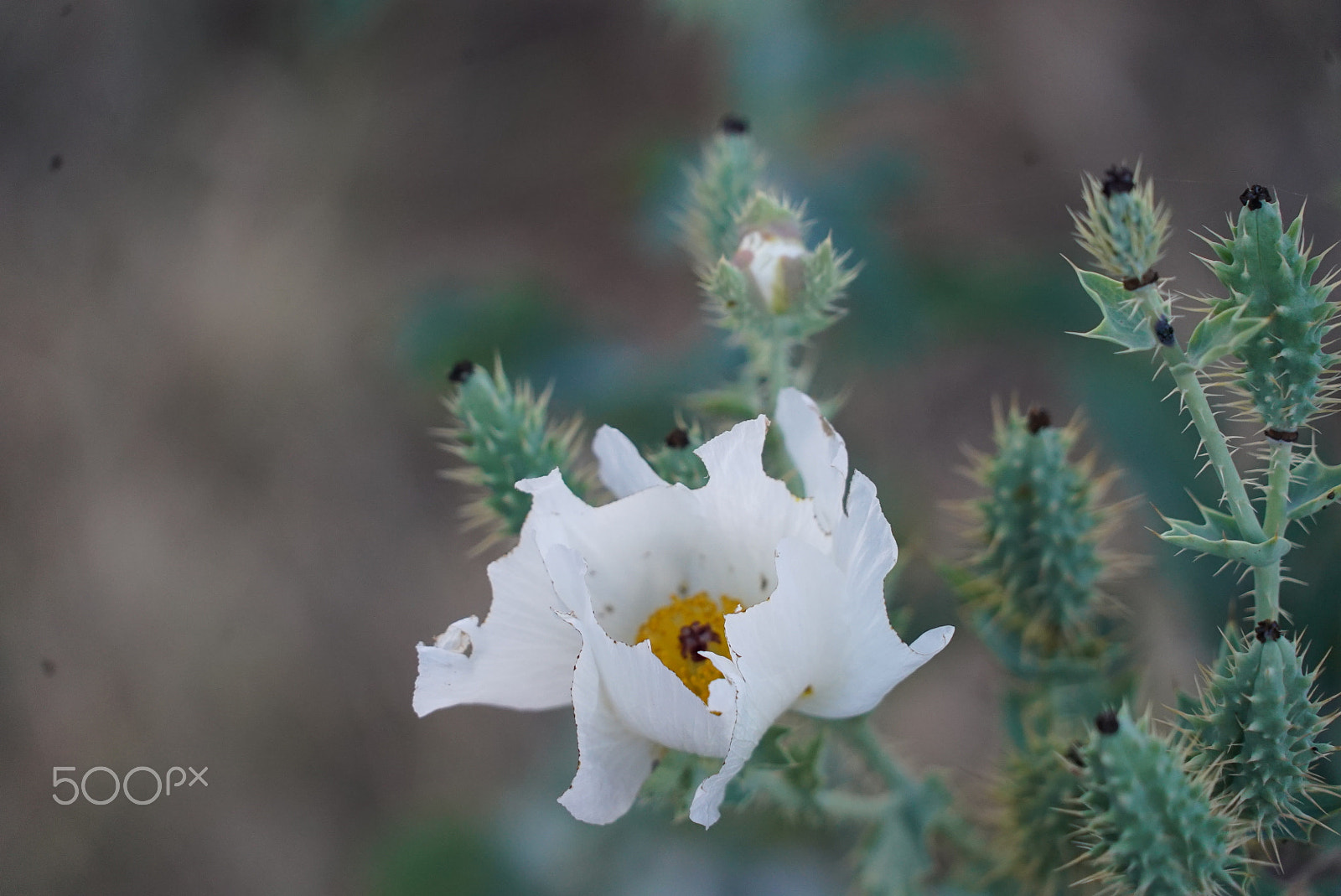 Sony FE 24-240mm F3.5-6.3 OSS sample photo. Desert flower photography