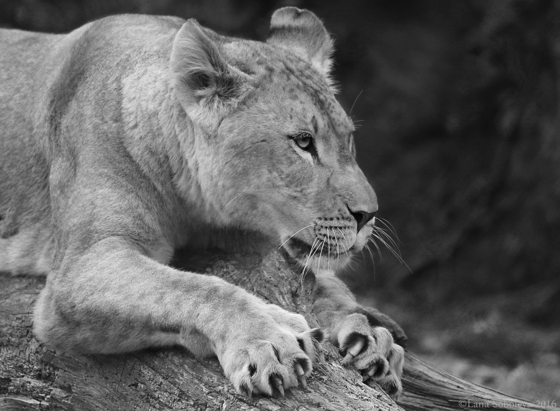 Sigma 150-600mm F5-6.3 DG OS HSM | C sample photo. Kitty needs a scratching post photography