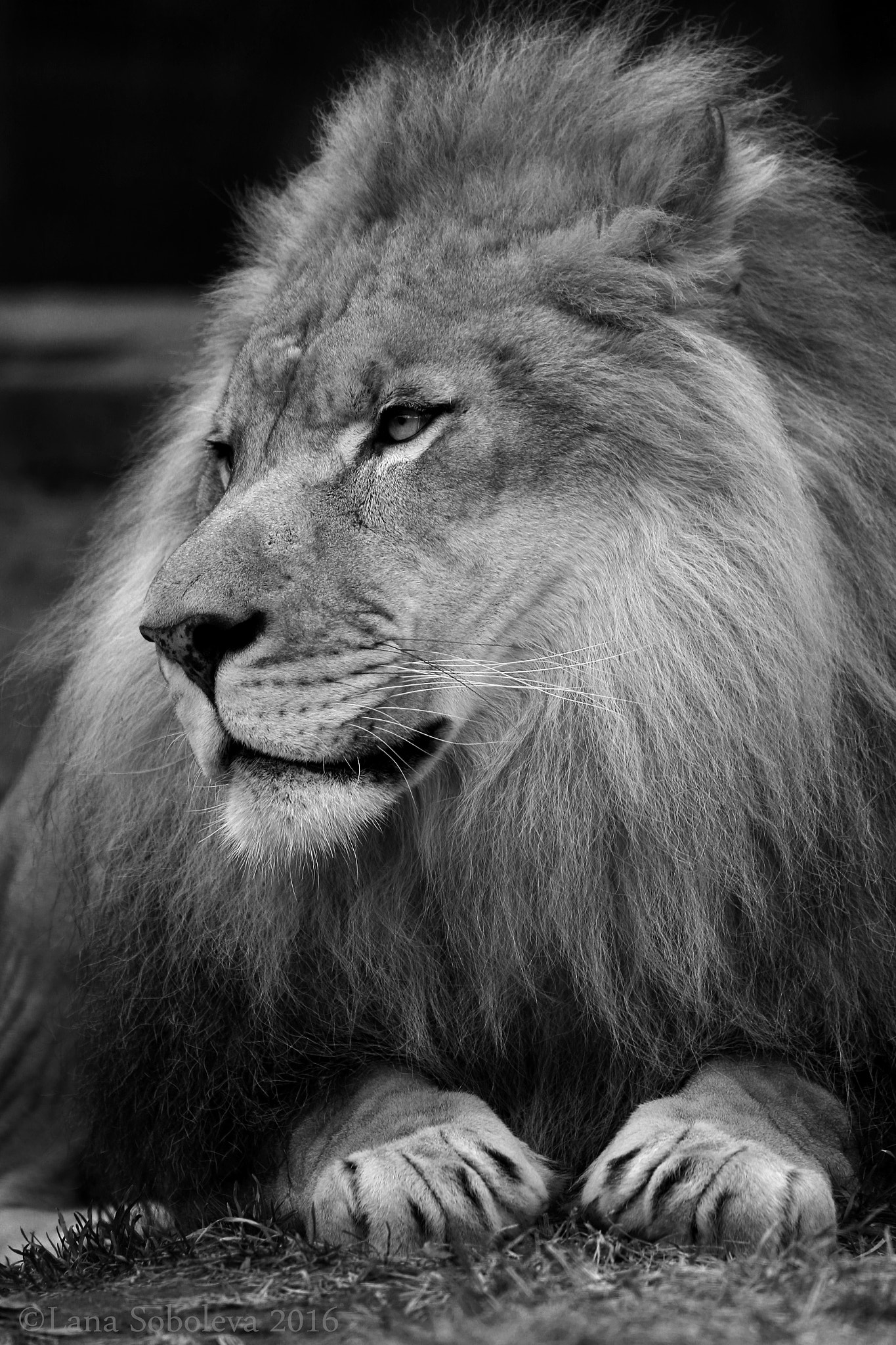 Sigma 150-600mm F5-6.3 DG OS HSM | C sample photo. Makini photography