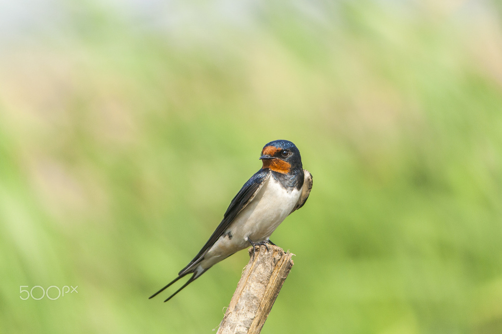 Canon EOS 1000D (EOS Digital Rebel XS / EOS Kiss F) sample photo. Barn swallow photography