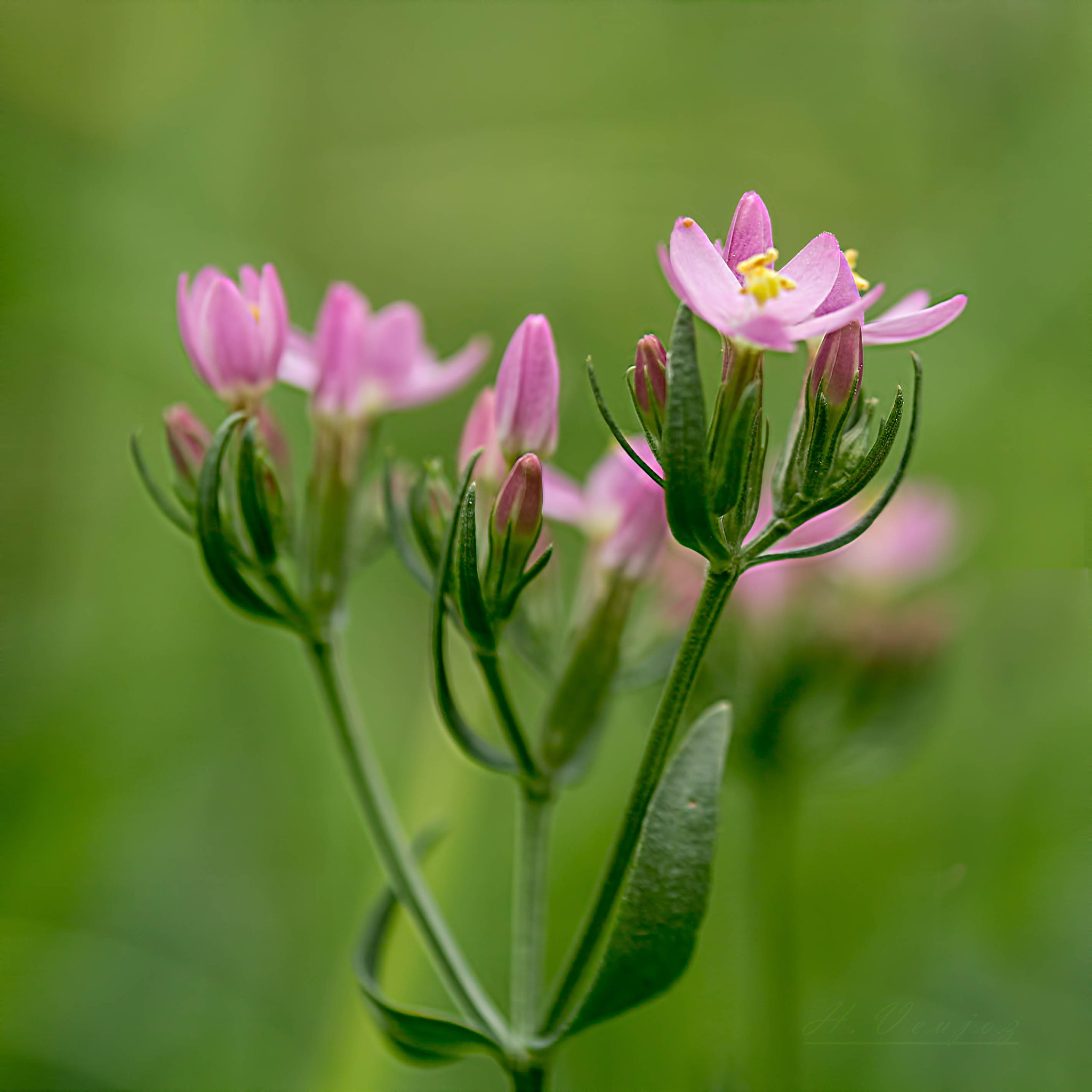 Canon EF 35-135mm f/4-5.6 USM sample photo. Fleurs photography