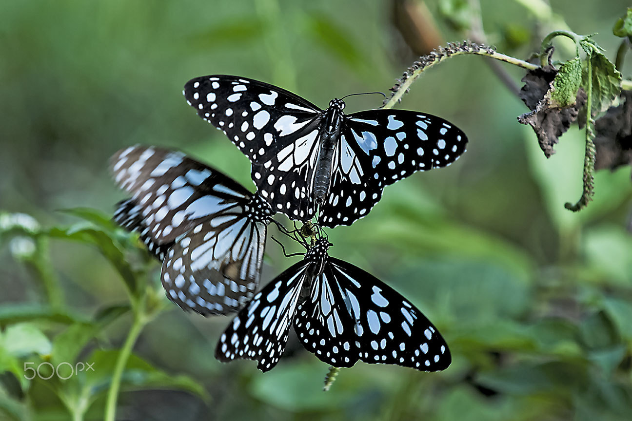 Nikon D80 sample photo. Blue tigers photography