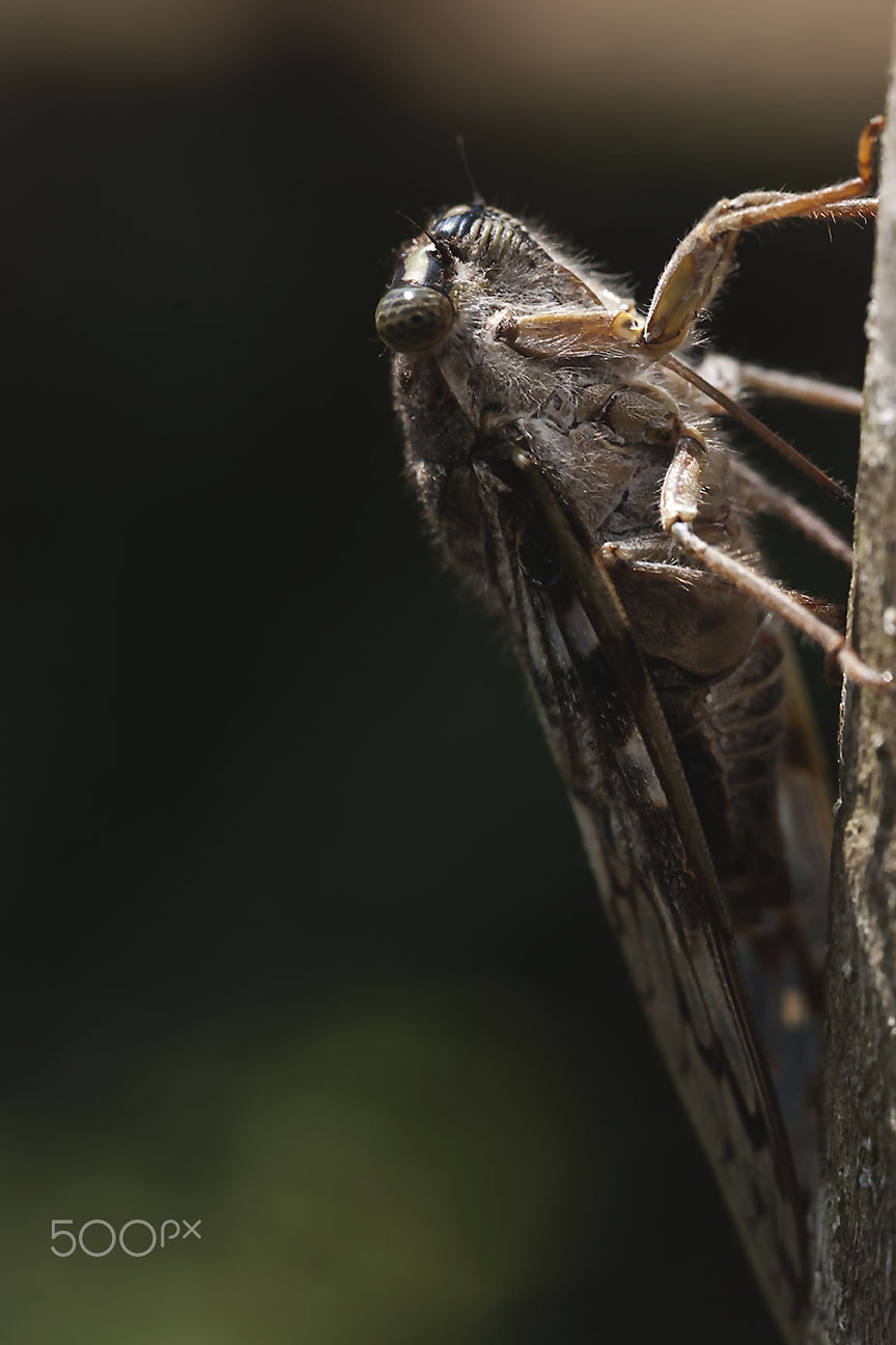 Nikon AF-S Micro-Nikkor 105mm F2.8G IF-ED VR sample photo. Noisy photography