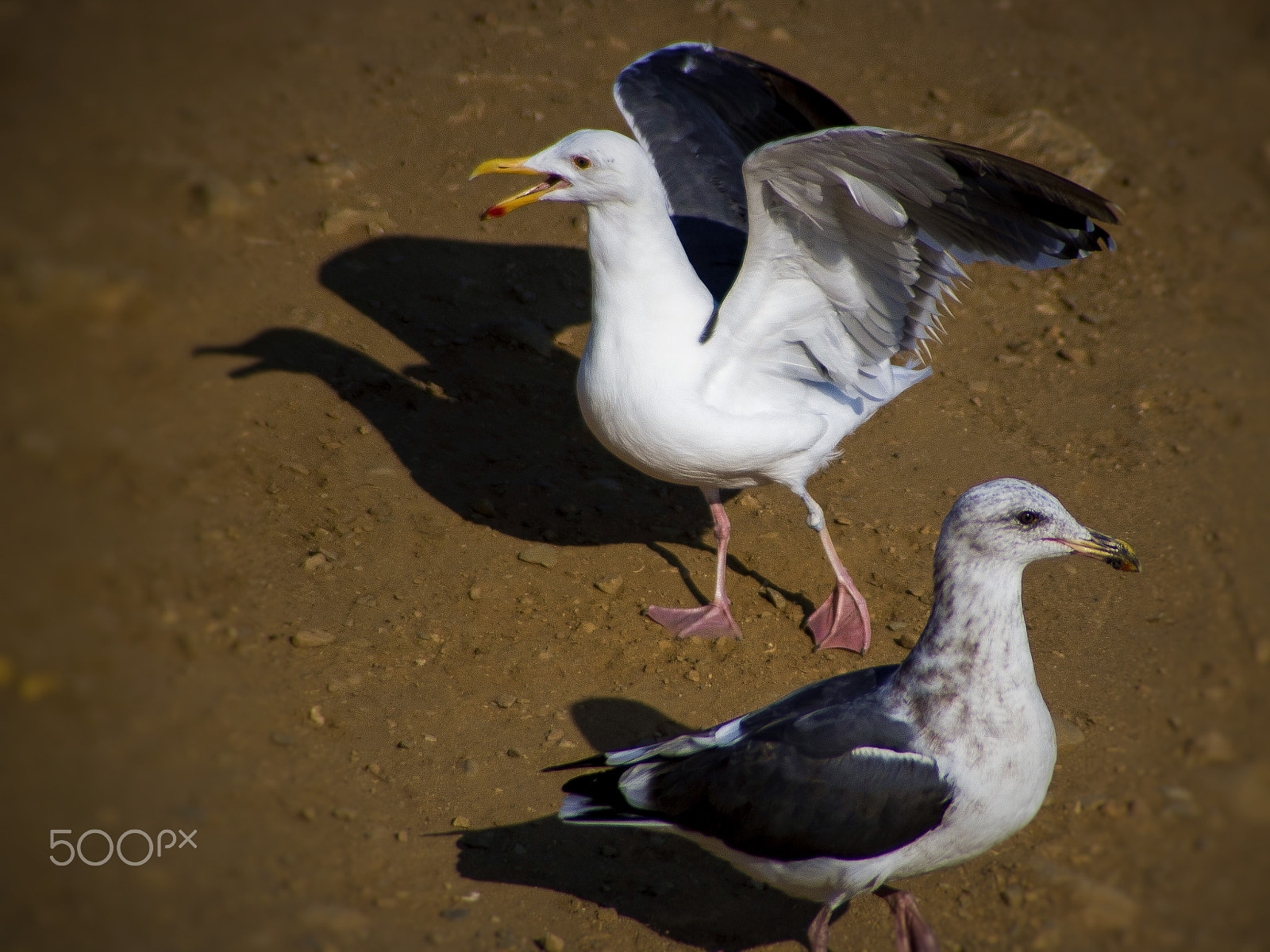 Tamron AF 28-200mm F3.8-5.6 XR Di Aspherical (IF) Macro sample photo. Day @ malibu california beaches photography