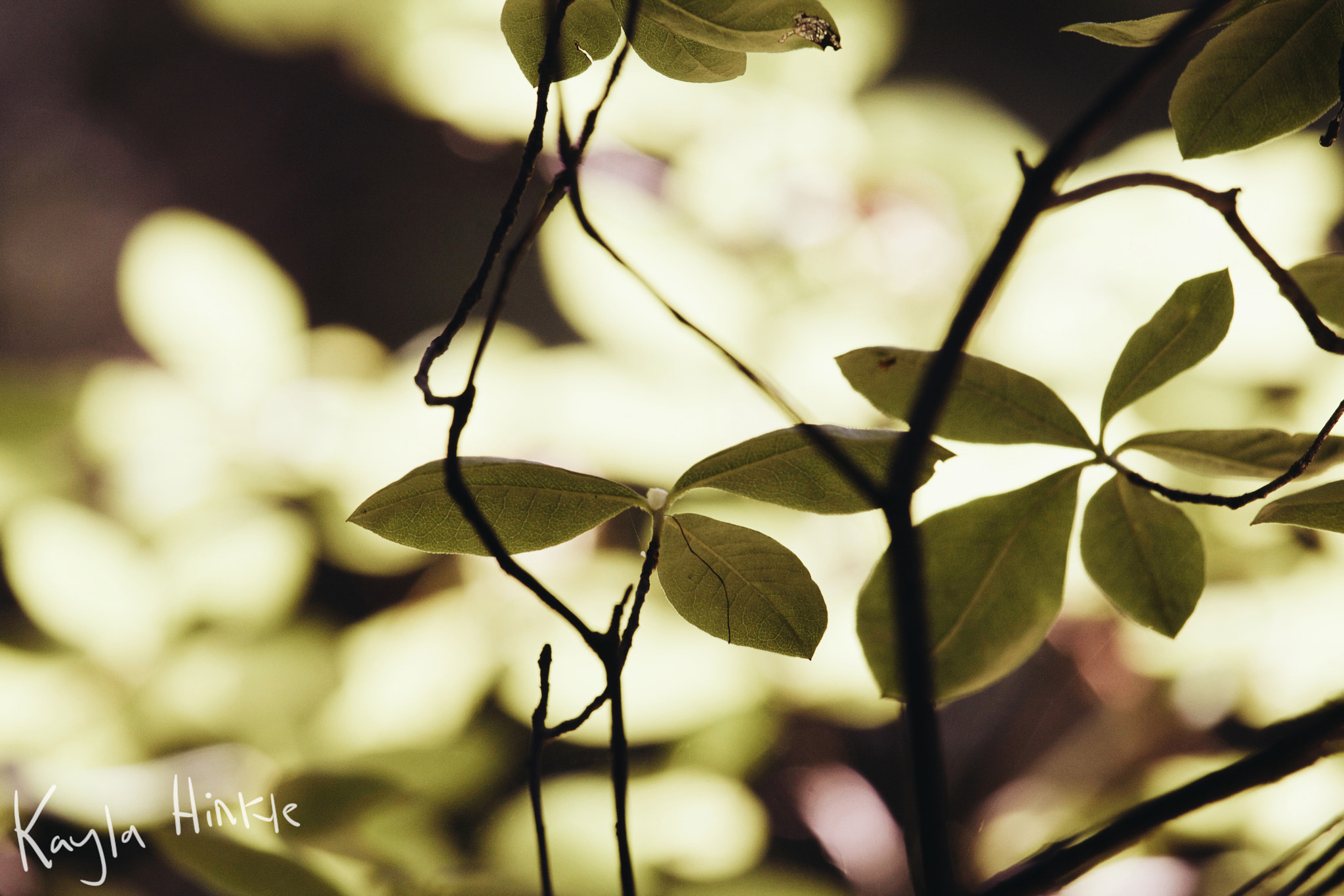 Canon EF-S 55-250mm F4-5.6 IS STM sample photo. Soft veins photography