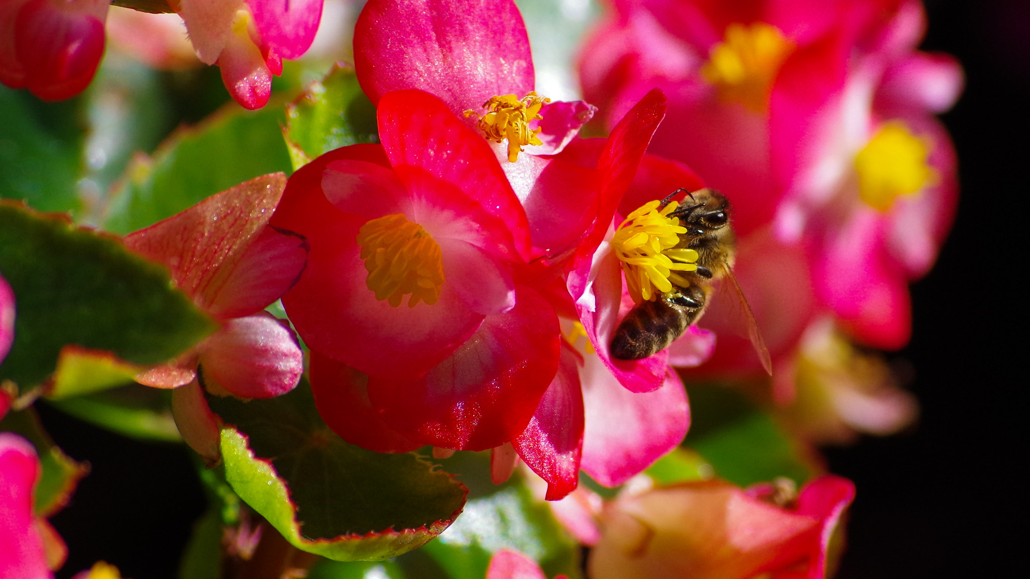 Pentax K-30 + Sigma sample photo. Hard work photography