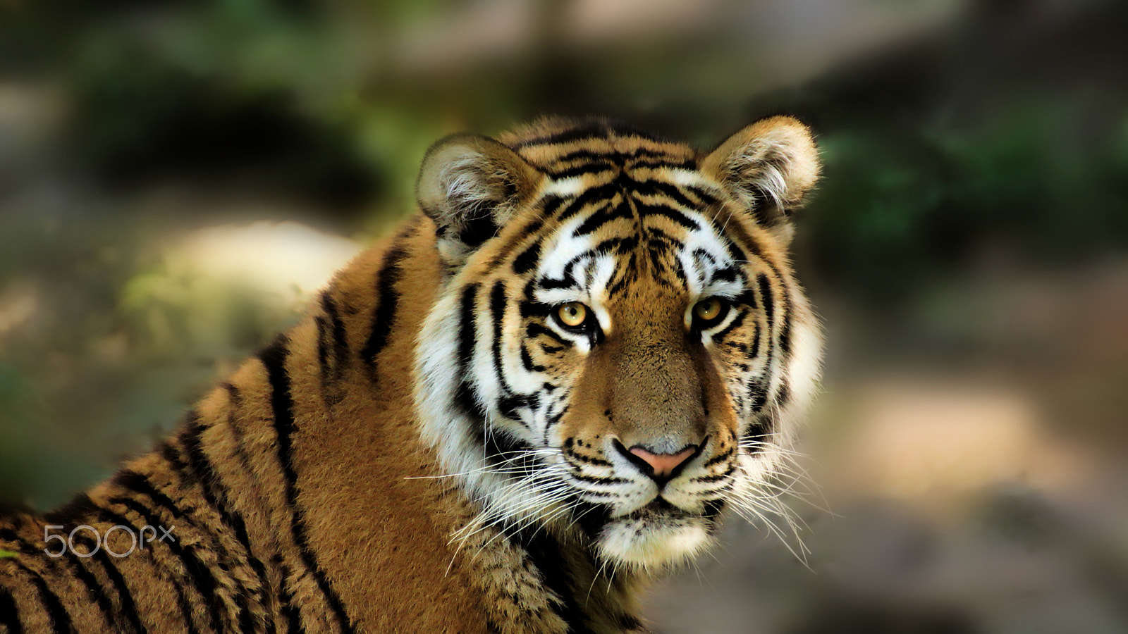 Tamron SP 70-300mm F4-5.6 Di USD sample photo. Tiger photography