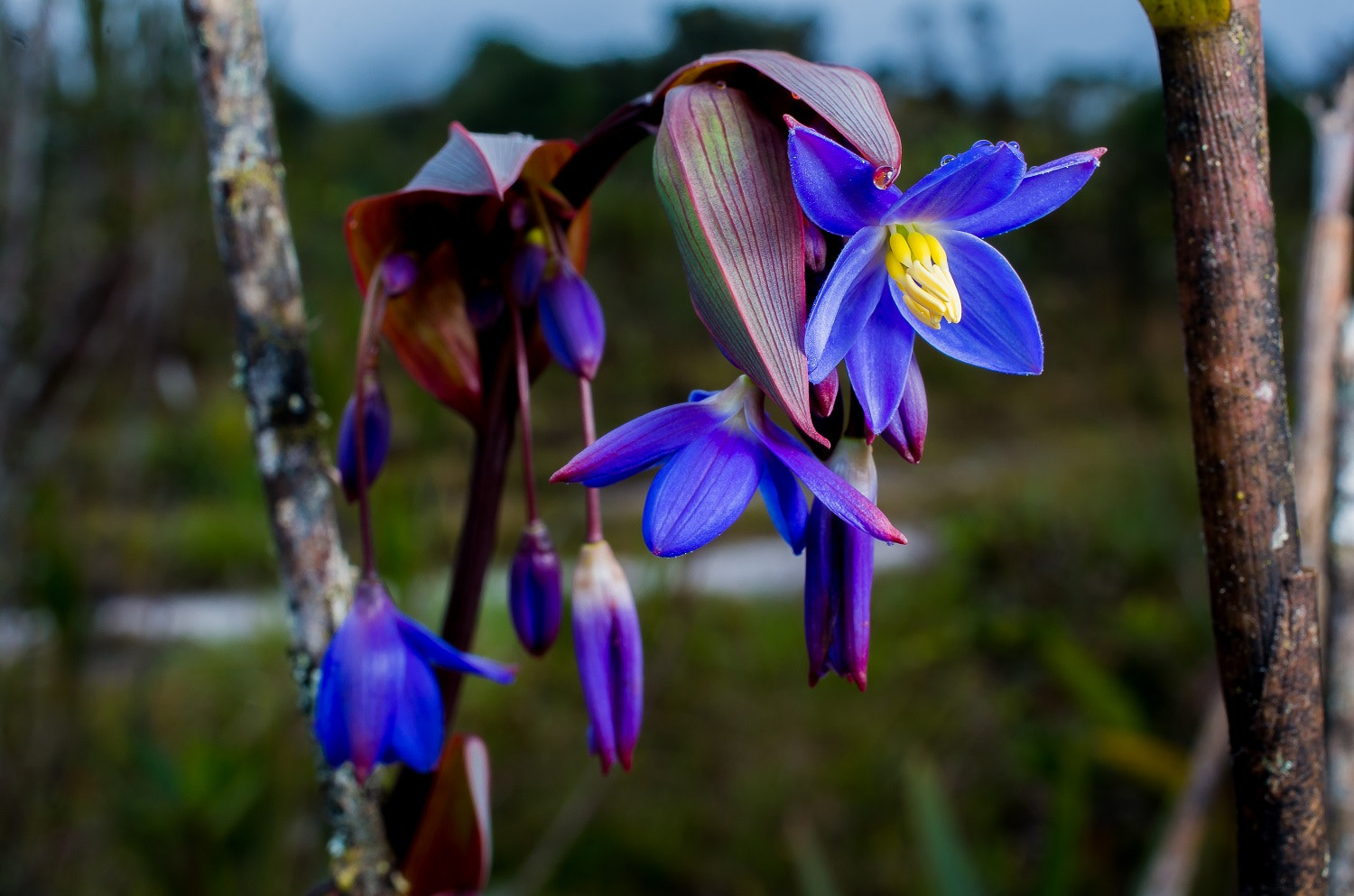 Pentax smc DA 35mm F2.8 Macro Limited sample photo. Azul photography