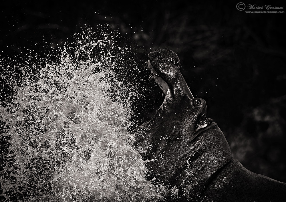 Nikon D3S + Nikon AF-S Nikkor 500mm F4G ED VR sample photo. Drops of anger photography