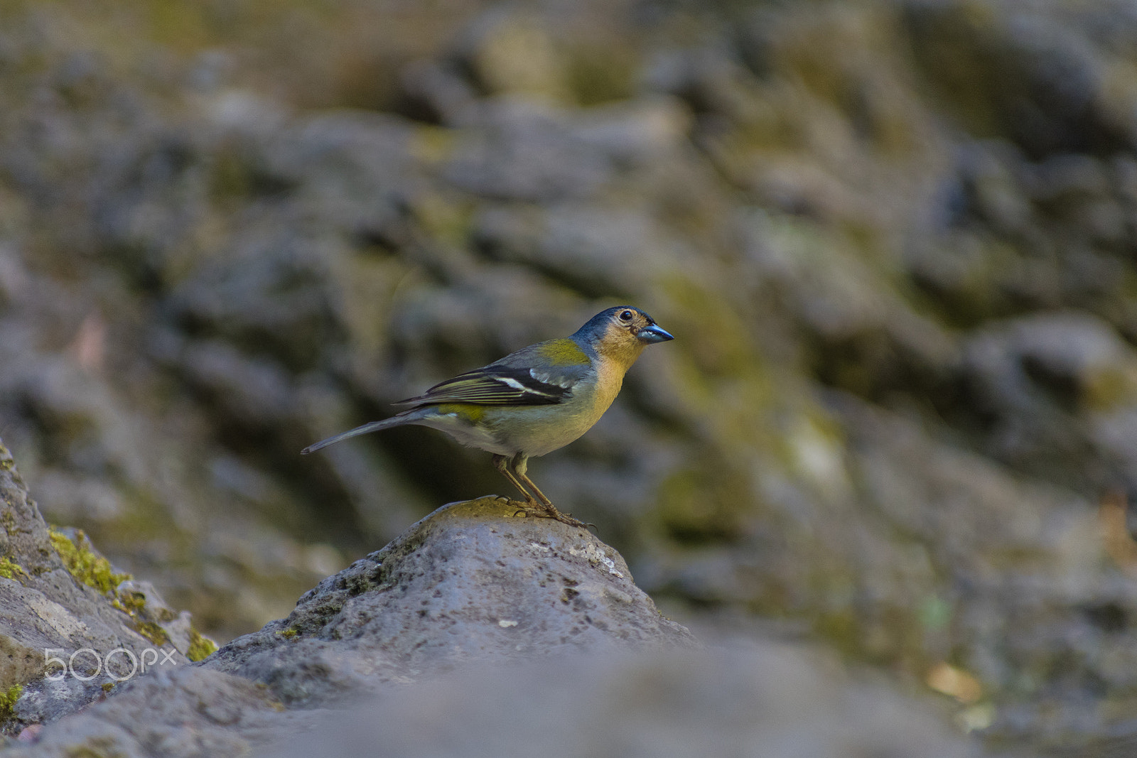 Pentax K-S2 sample photo. Curious finch photography