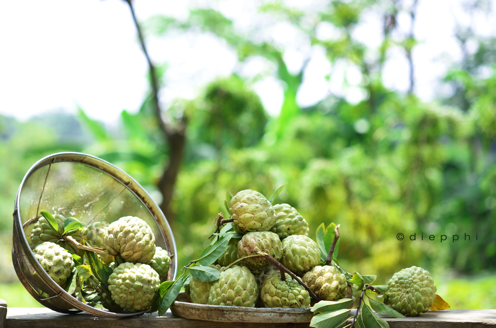 Nikon AF-S Micro-Nikkor 60mm F2.8G ED sample photo. Custard- apple photography