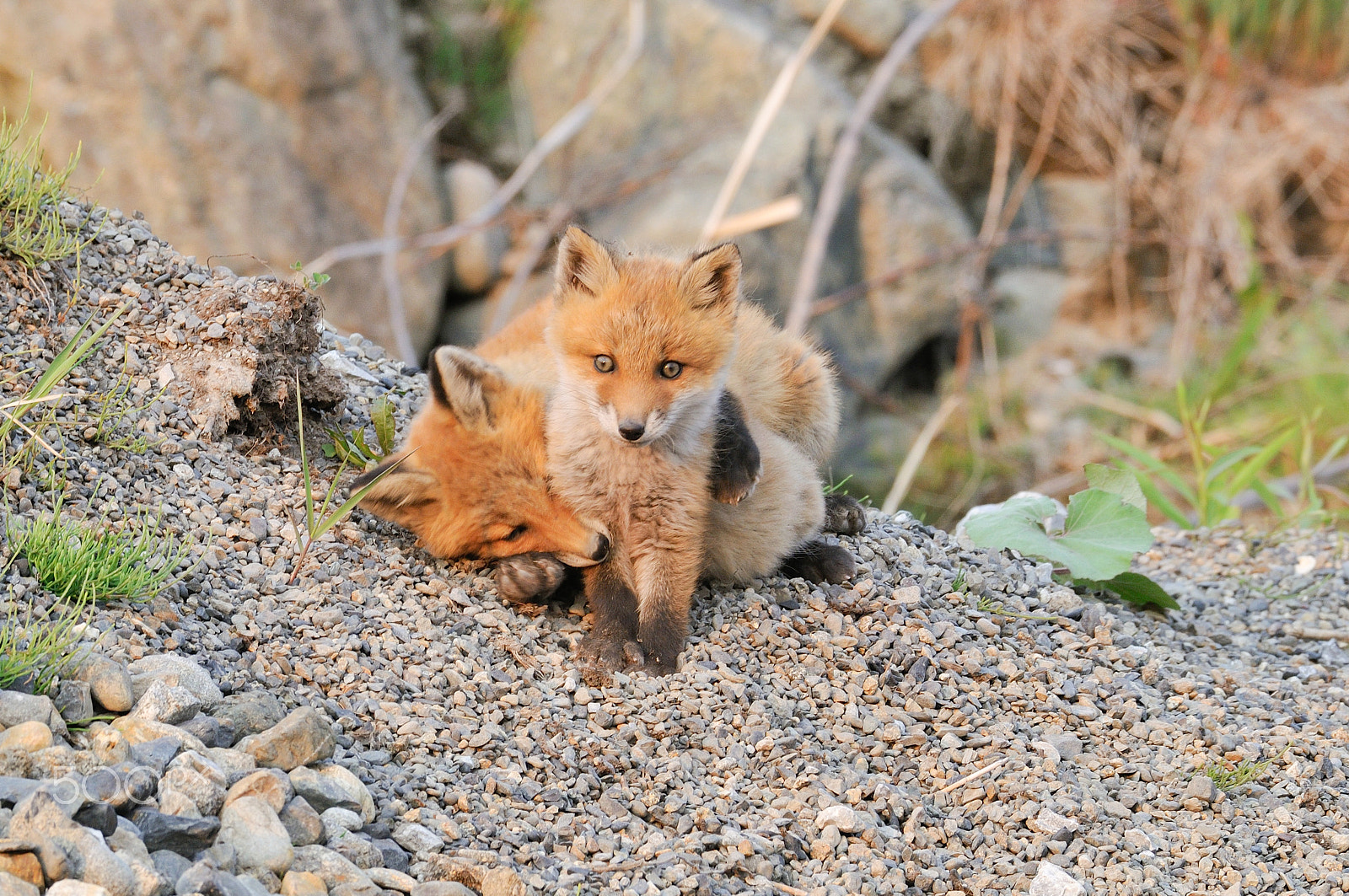 Sigma 150-600mm F5-6.3 DG OS HSM | S sample photo. Brothers who get along well. photography