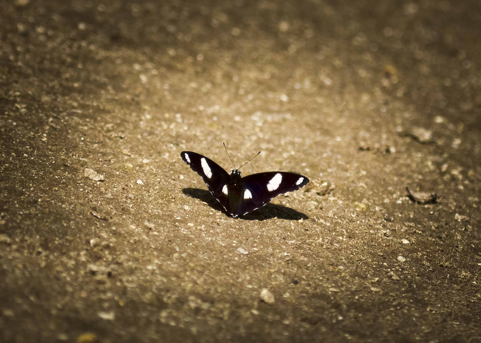Canon EF 100-400mm F4.5-5.6L IS USM sample photo. Butterfly photography