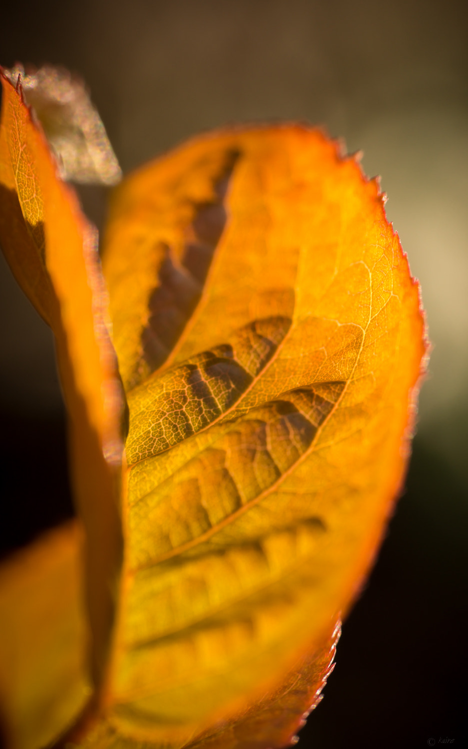 Tamron AF 55-200mm F4-5.6 Di II LD Macro sample photo. Autumn photography