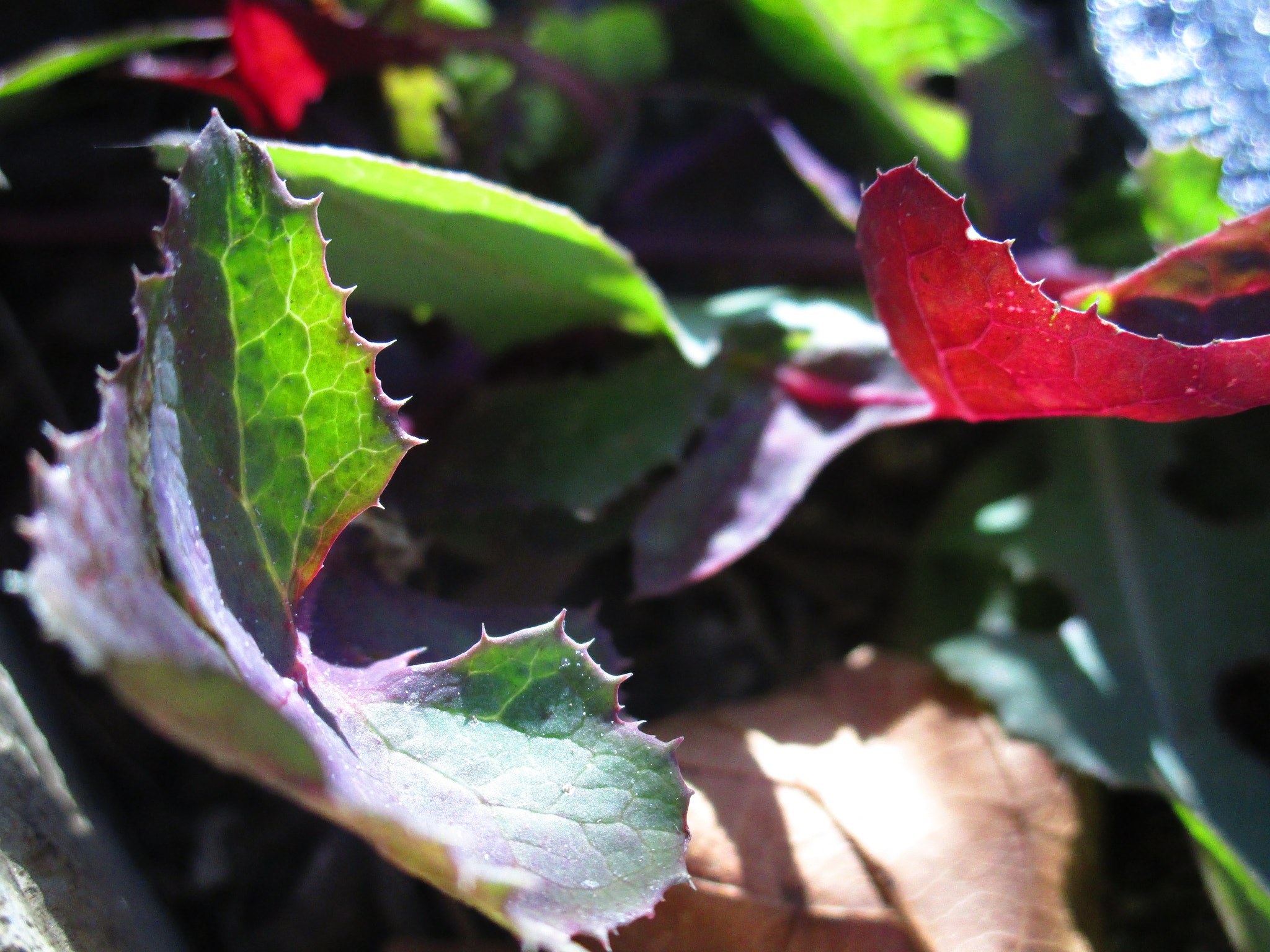 Canon PowerShot ELPH 150 IS (IXUS 155 / IXY 140) sample photo. Natural beauty in leaves photography
