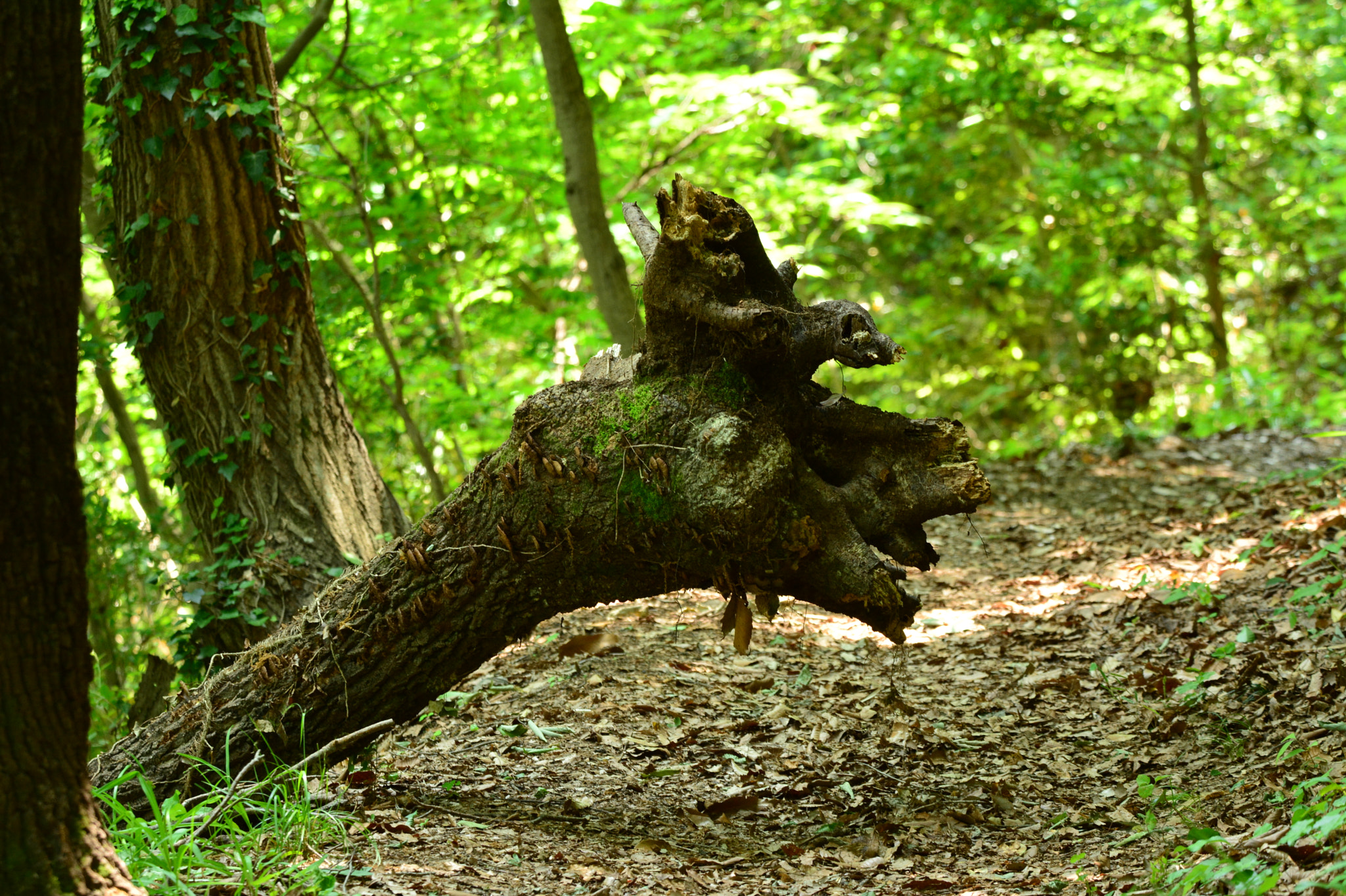 Nikon D5200 + Sigma 50-500mm F4.5-6.3 DG OS HSM sample photo. 倒木ですが photography