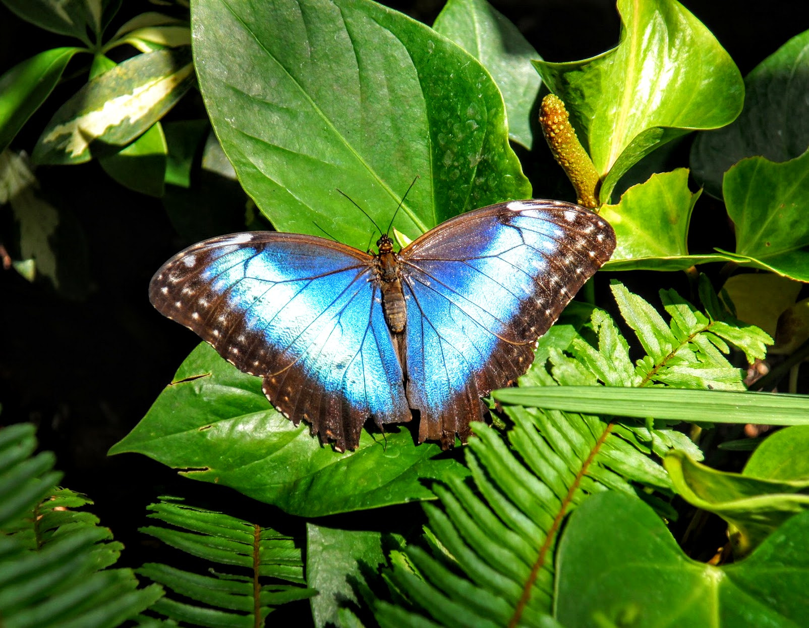 Sony DT 16-105mm F3.5-5.6 sample photo. Butterfly of key west photography