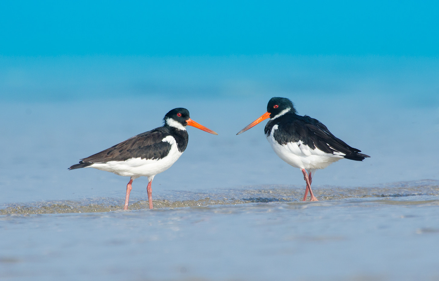 Nikon D7000 + Nikon AF-S Nikkor 500mm F4G ED VR sample photo. Eurasian oystercatcher photography