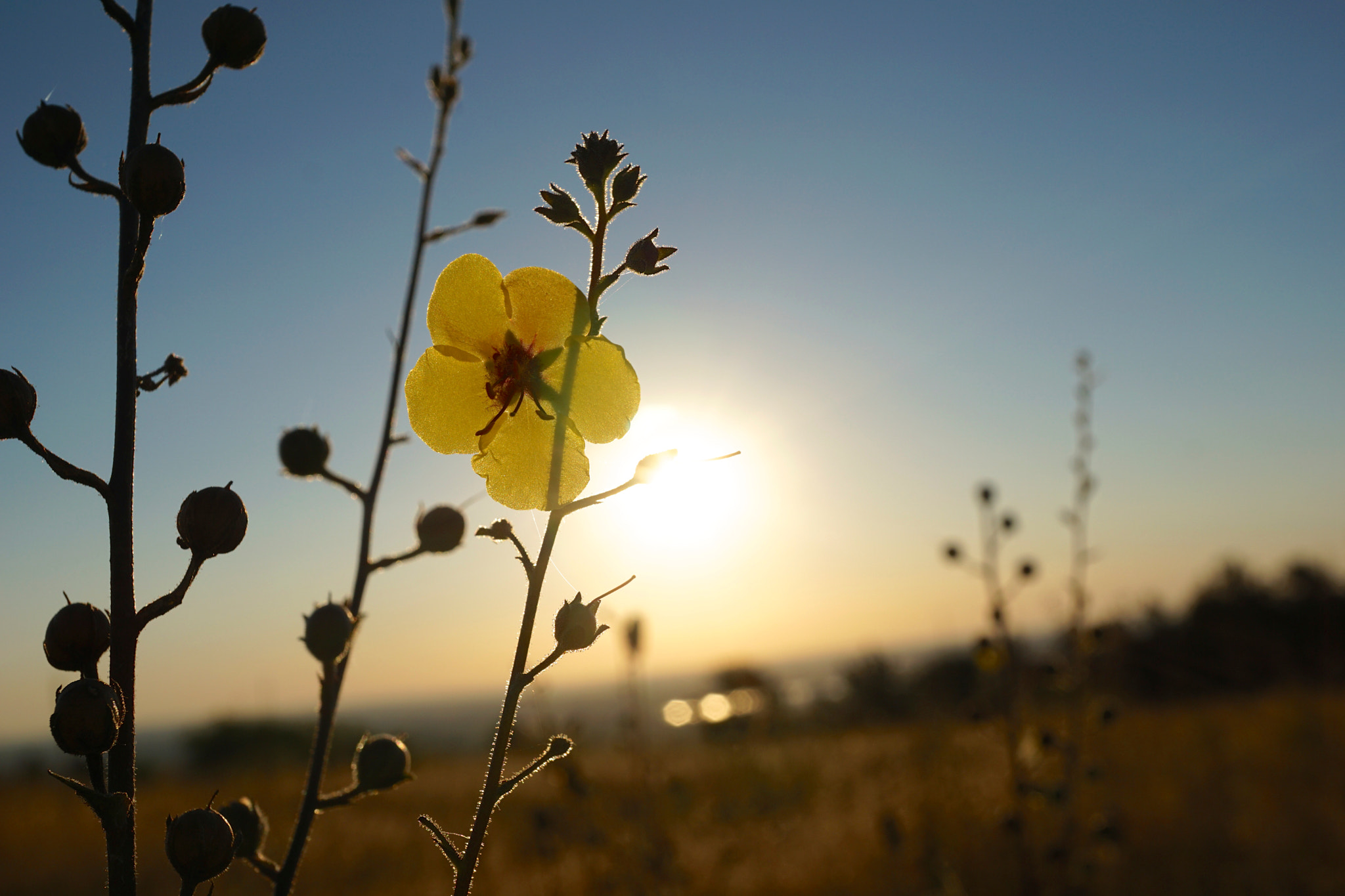 Sony a6000 + Sony E 30mm F3.5 sample photo. A flower in the sun photography