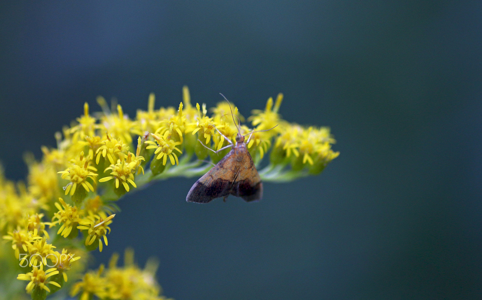 Canon EOS 70D + Tamron SP AF 90mm F2.8 Di Macro sample photo. Moth photography