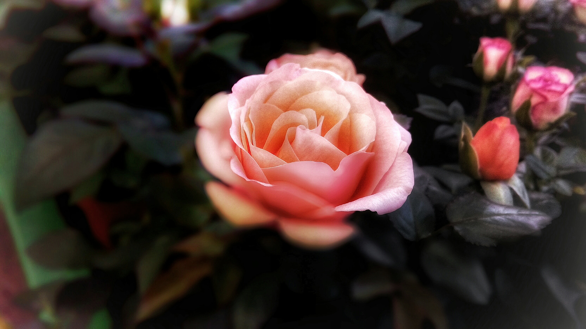 ASUS Zenfone Go (ASUS_Z00VD) sample photo