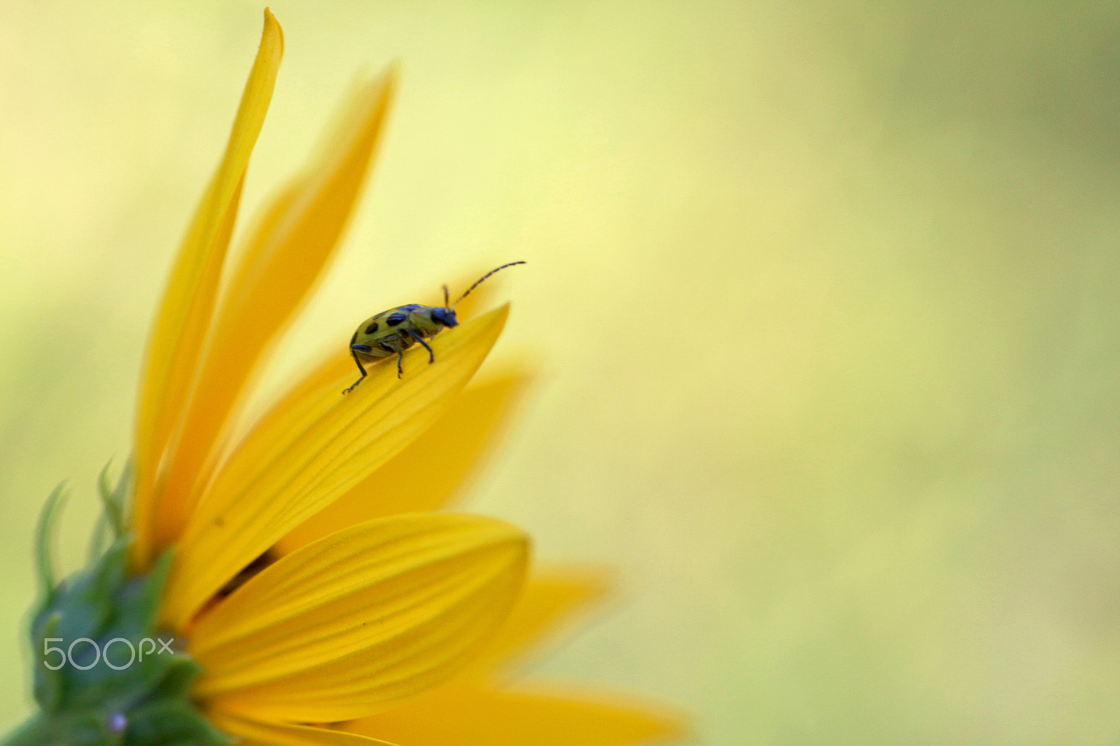 Canon EOS 70D + Tamron SP AF 90mm F2.8 Di Macro sample photo. Beetle photography