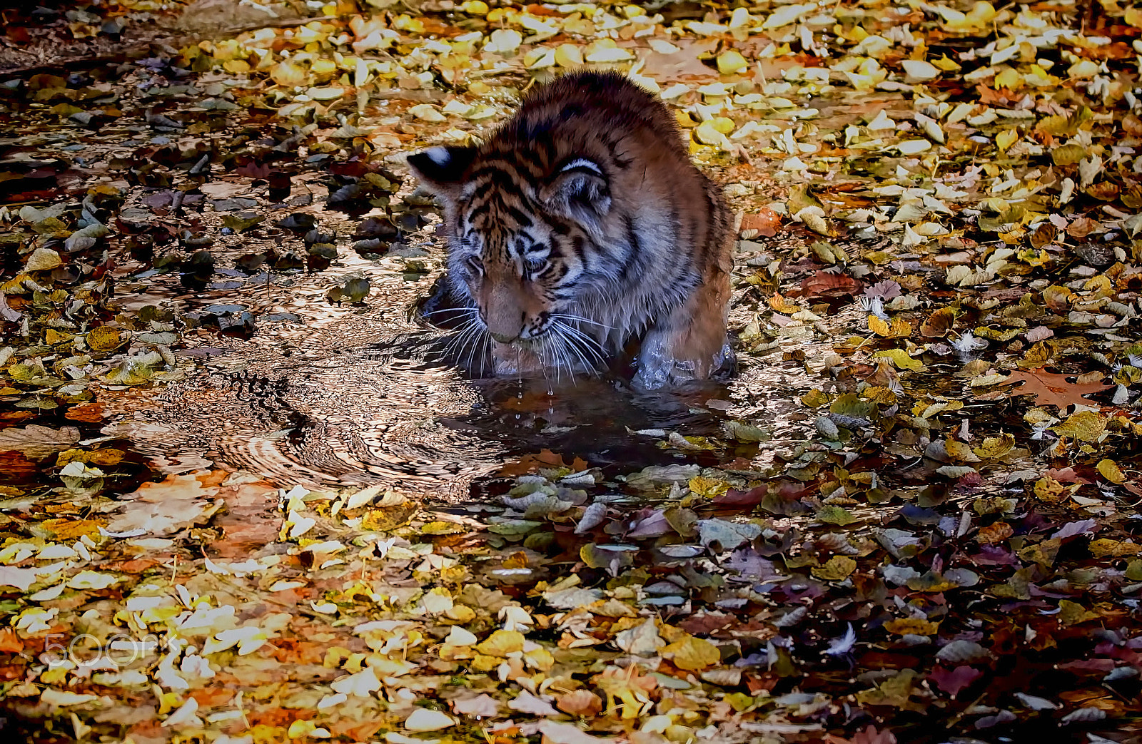 Sony SLT-A77 + Tamron SP 150-600mm F5-6.3 Di VC USD sample photo. The little tiger photography