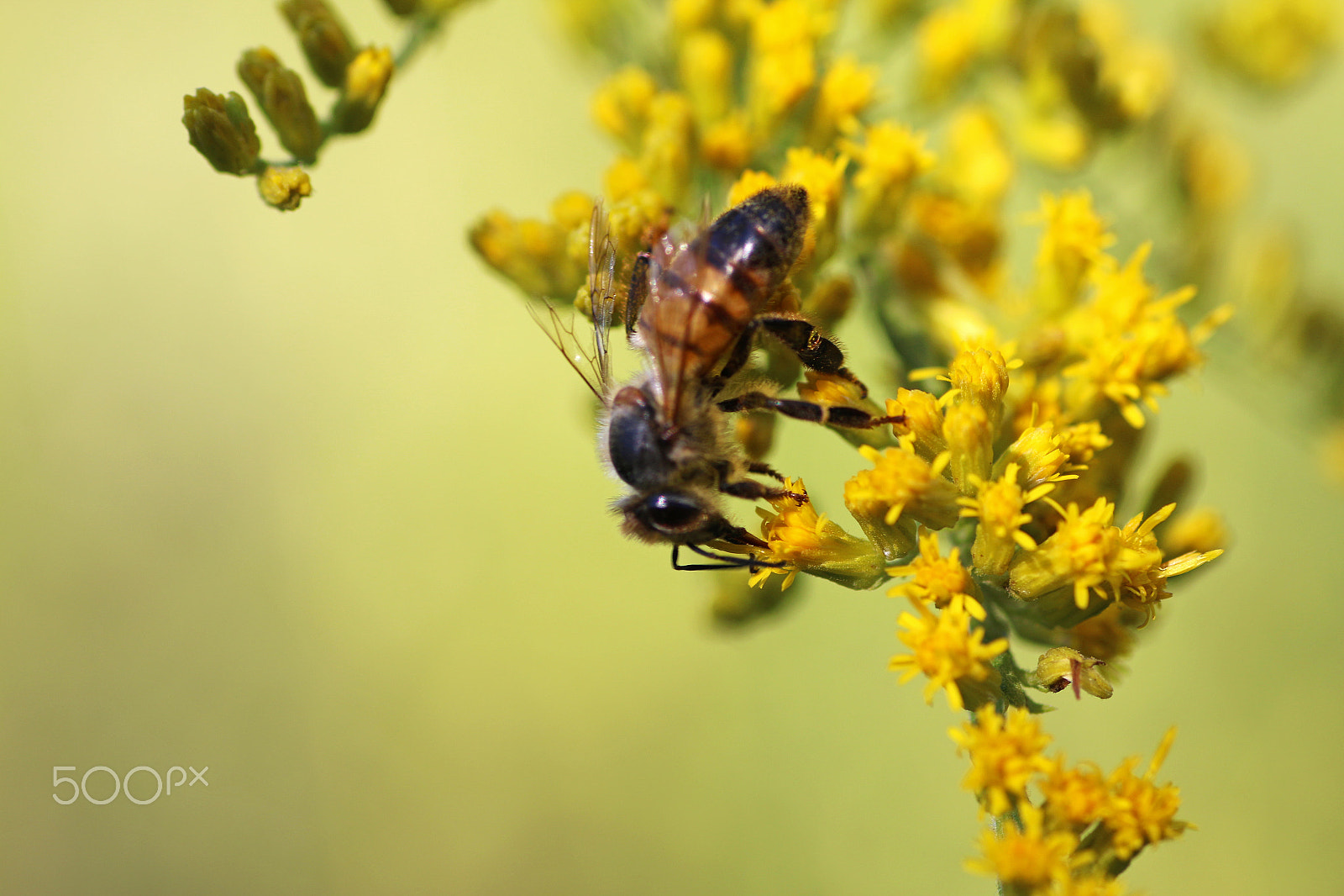 Canon EOS 70D + Tamron SP AF 90mm F2.8 Di Macro sample photo. Honey bee photography