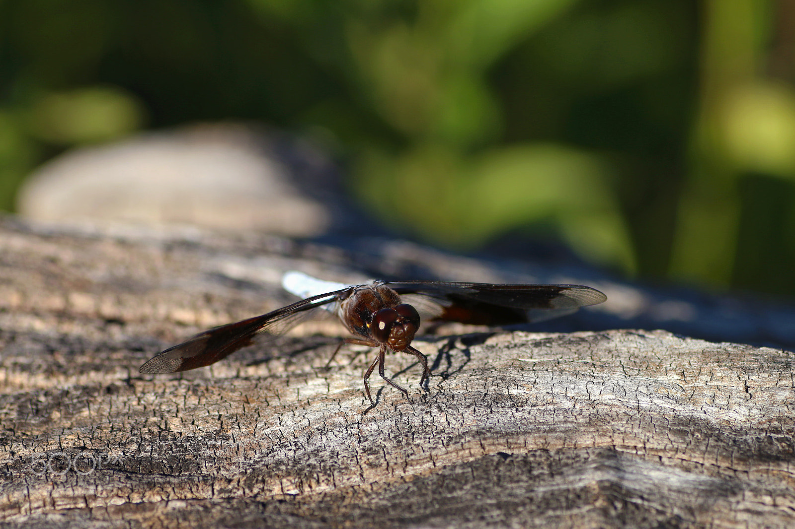 Canon EOS 70D + Tamron SP AF 90mm F2.8 Di Macro sample photo. Dragonfly photography