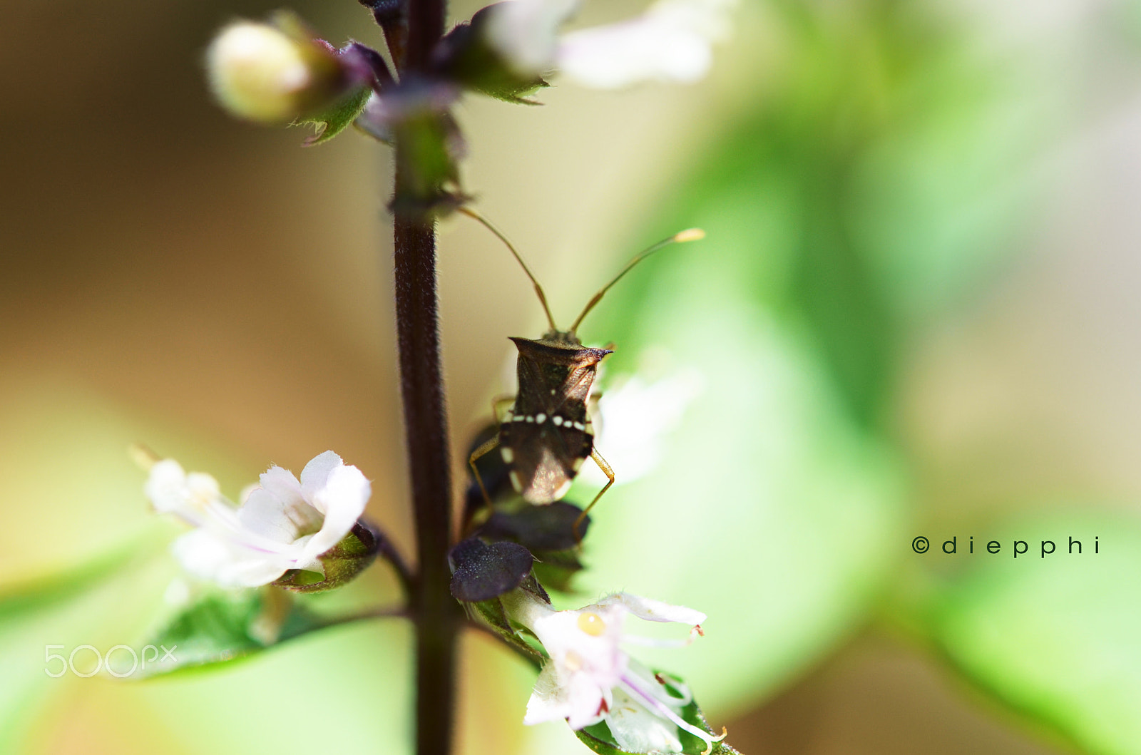 Nikon AF-S Micro-Nikkor 60mm F2.8G ED sample photo. Dsc photography