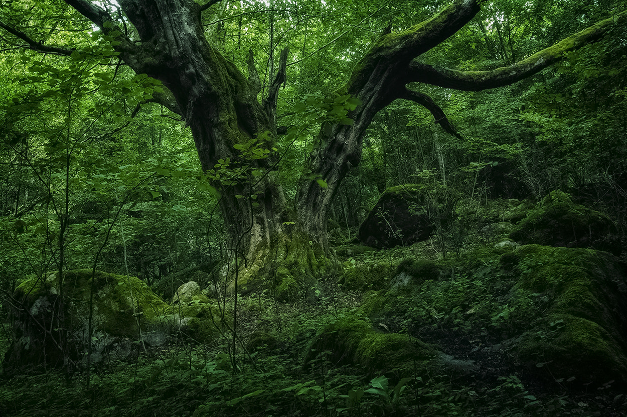 Olympus PEN E-P1 sample photo. Old tree in the old forest photography