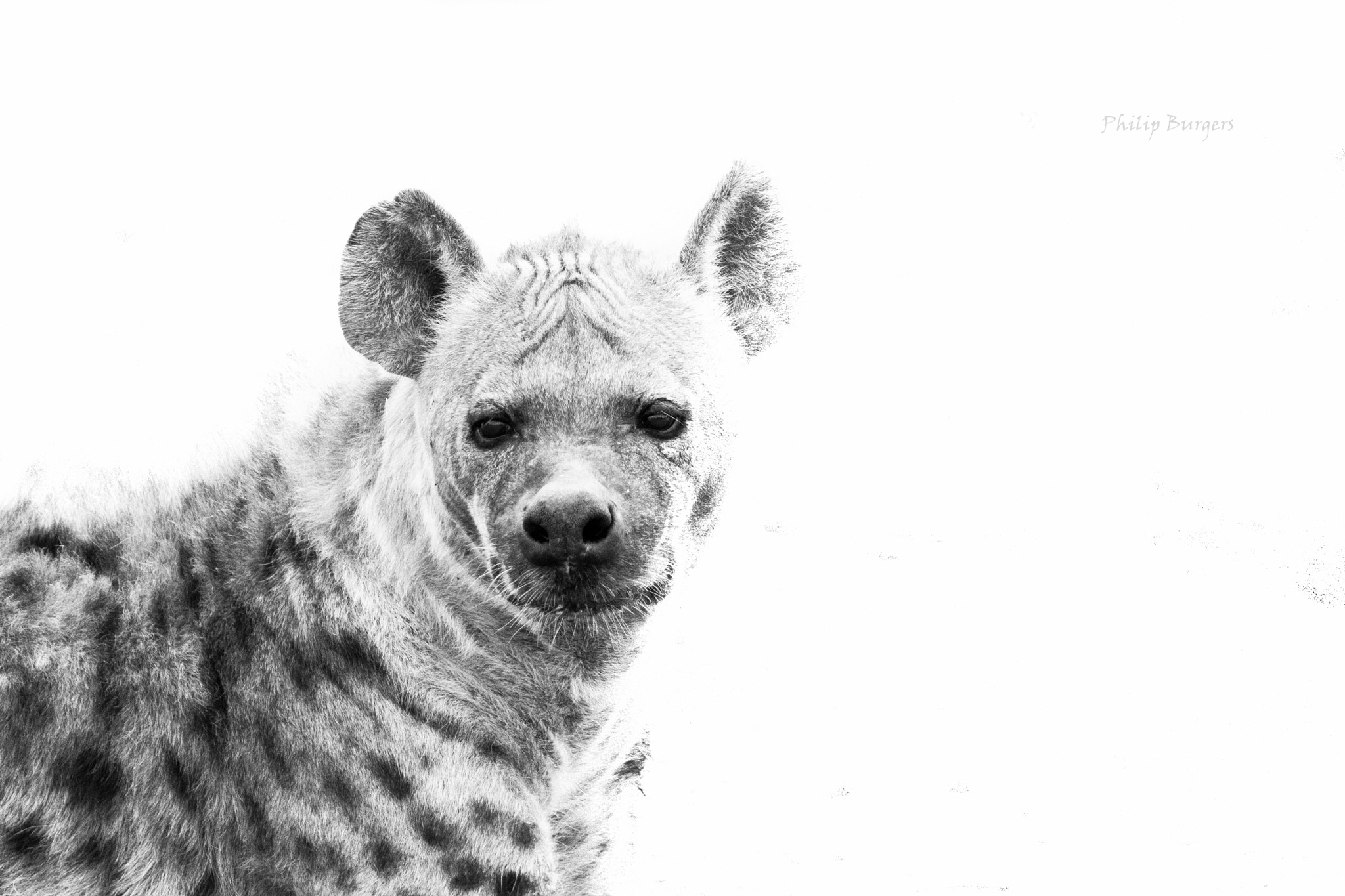Canon EF 70-200mm F2.8L USM sample photo. Hyena photography